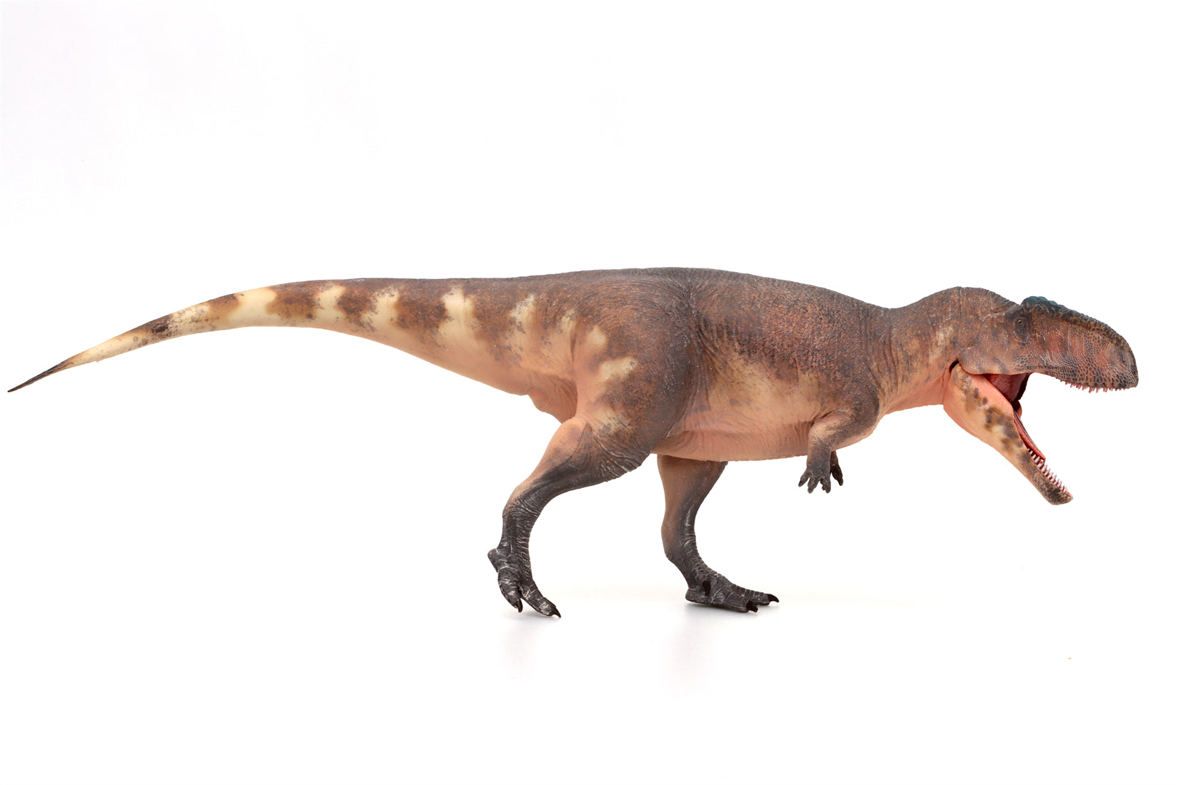 HAOLONGGOOD 1:35 Scale Giganotosaurus Model