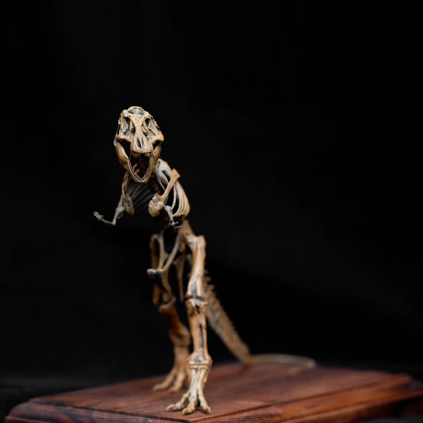 VWUVWU 1:35 Scale Ancient Tyrannosaurus rex Skeleton Model