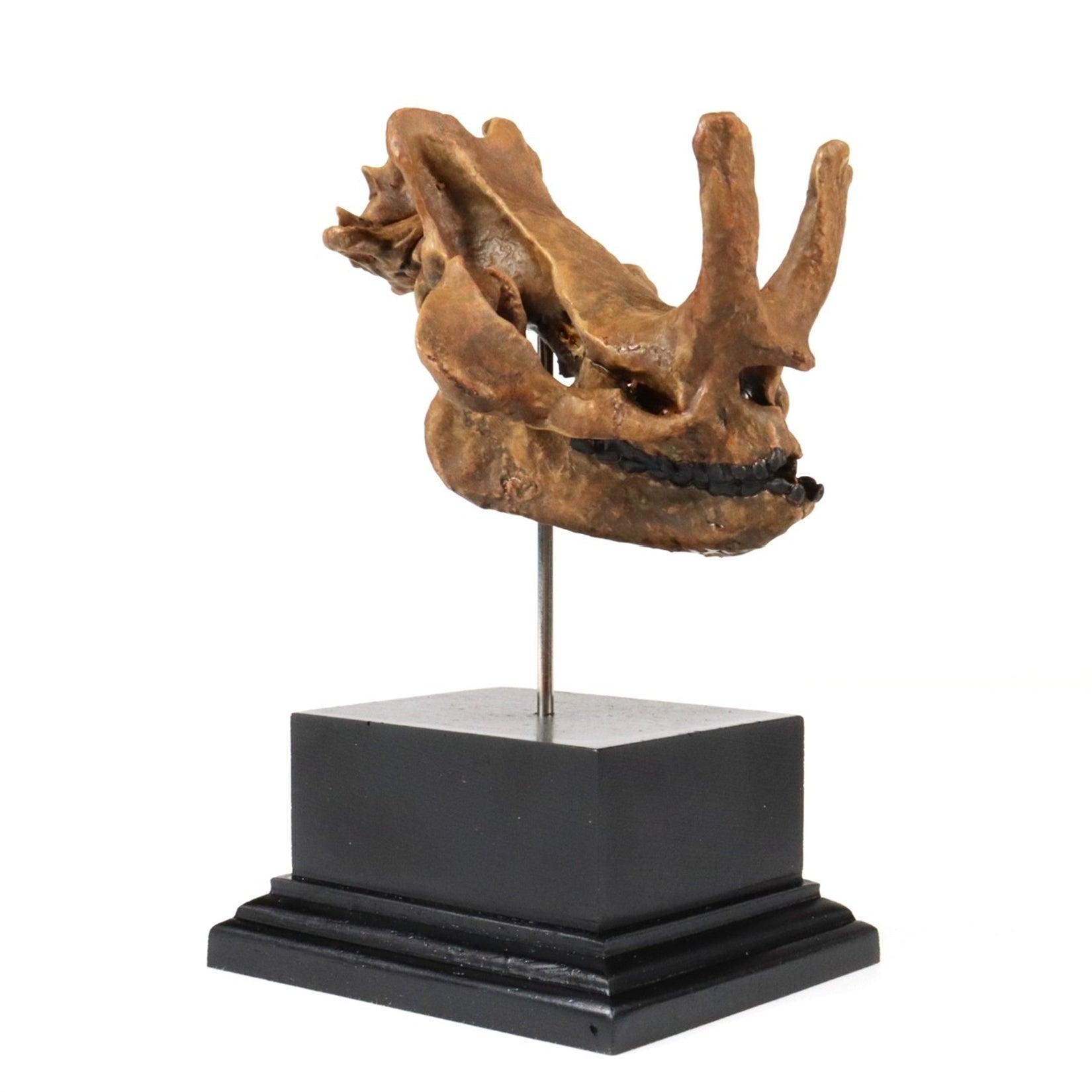 3D Printed Coelodonta Antiquitatis Skull Model