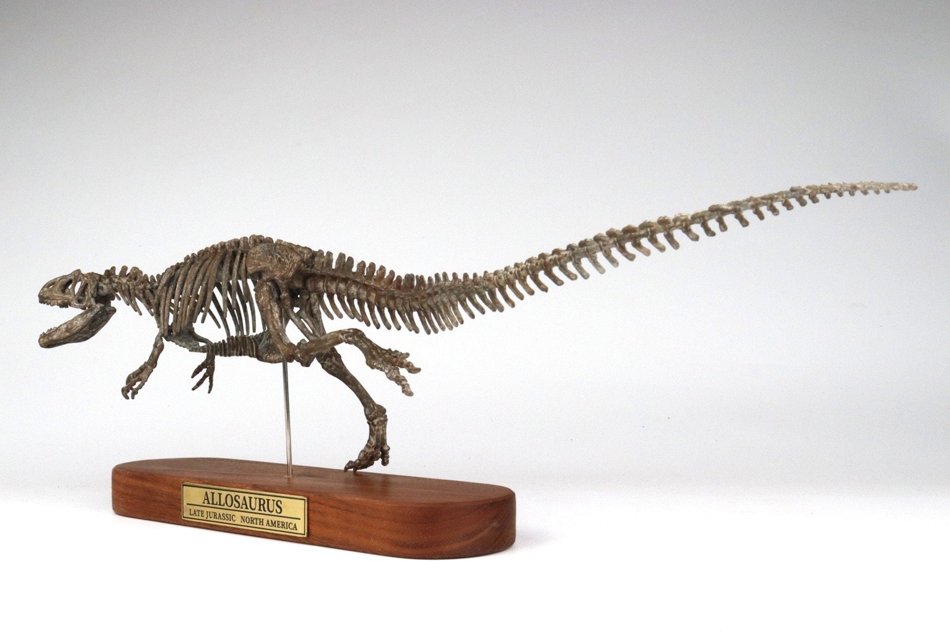1: 18 Scale Allosaurus Skeleton Model