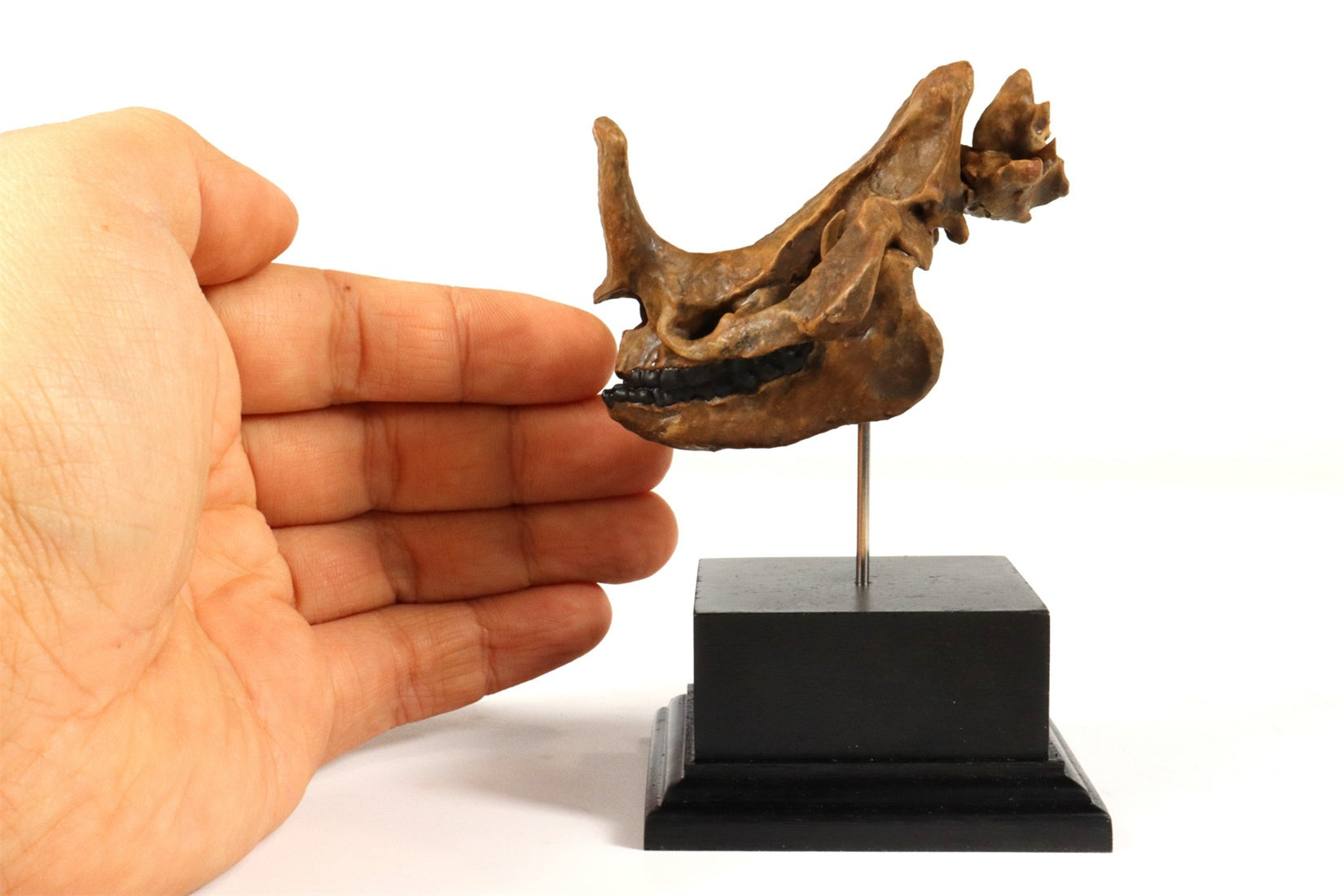 3D Printed Coelodonta Antiquitatis Skull Model