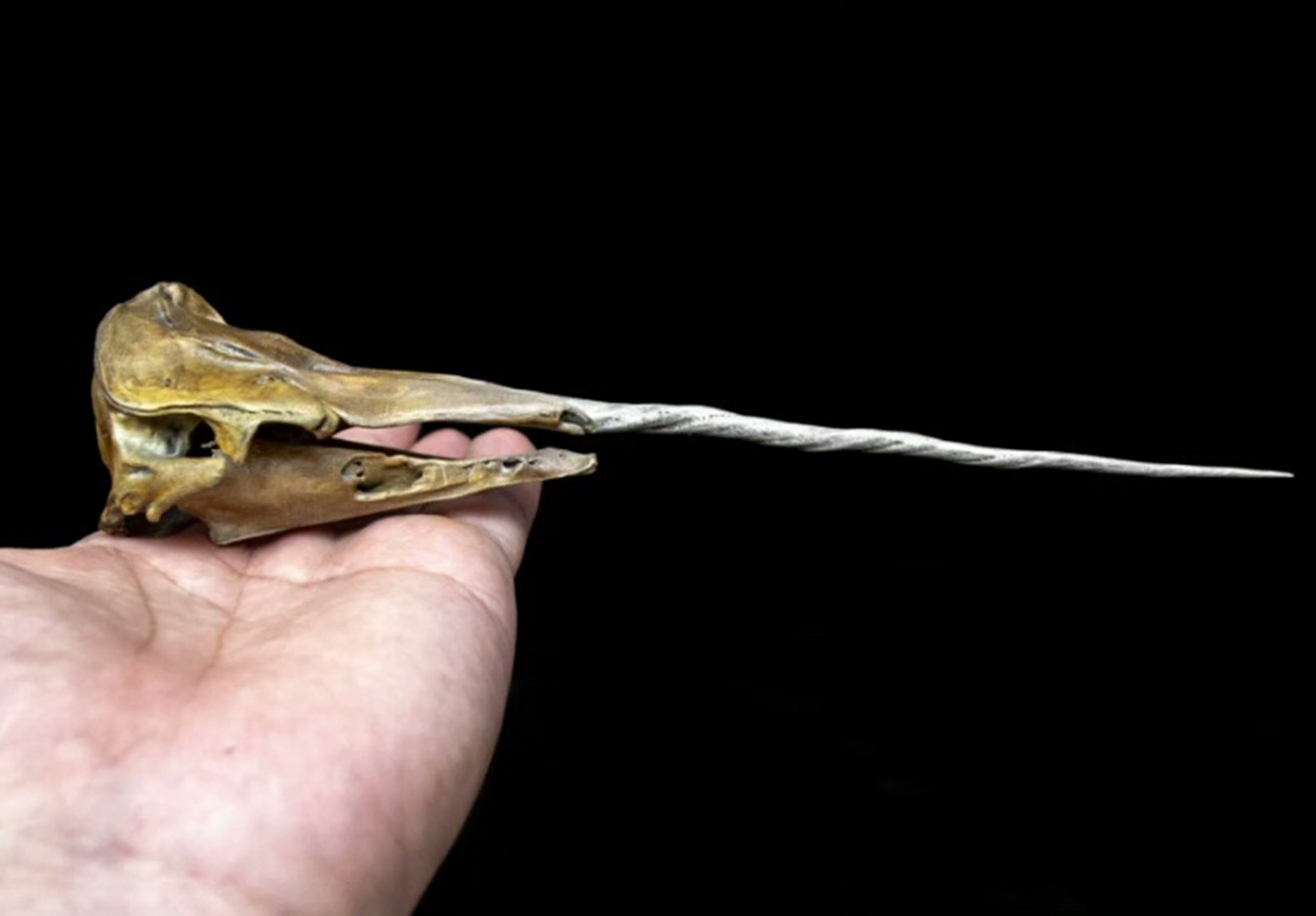 VWUVWU Unicorn Whale Skull Model