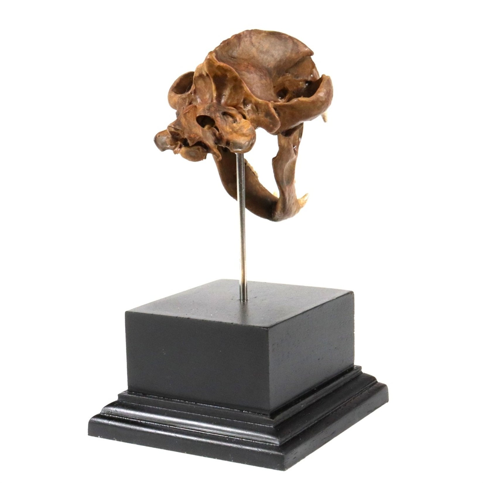 3D Printed Short-Faced Bear Skull Model