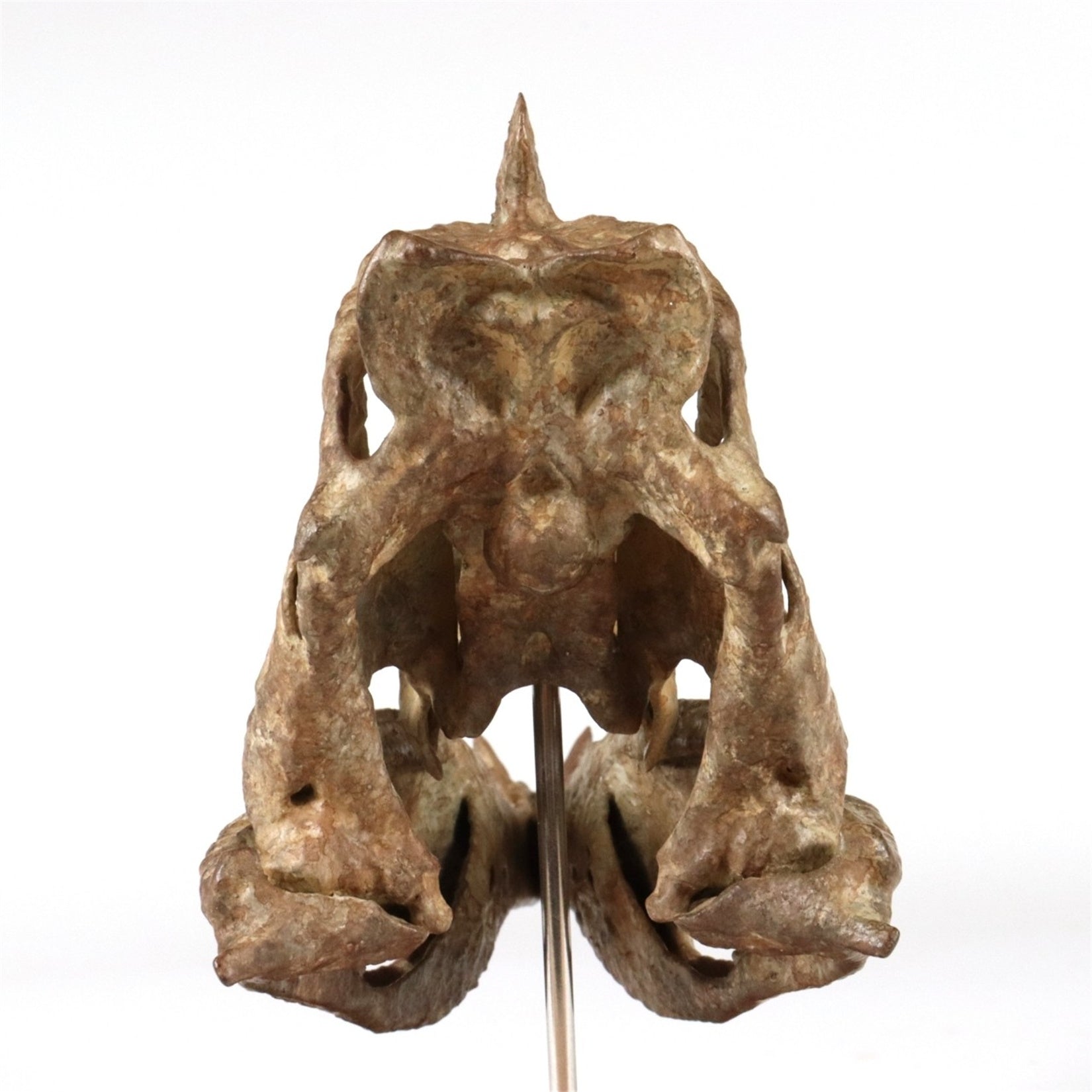 1: 18 Scale Spinosaurus Skull Model