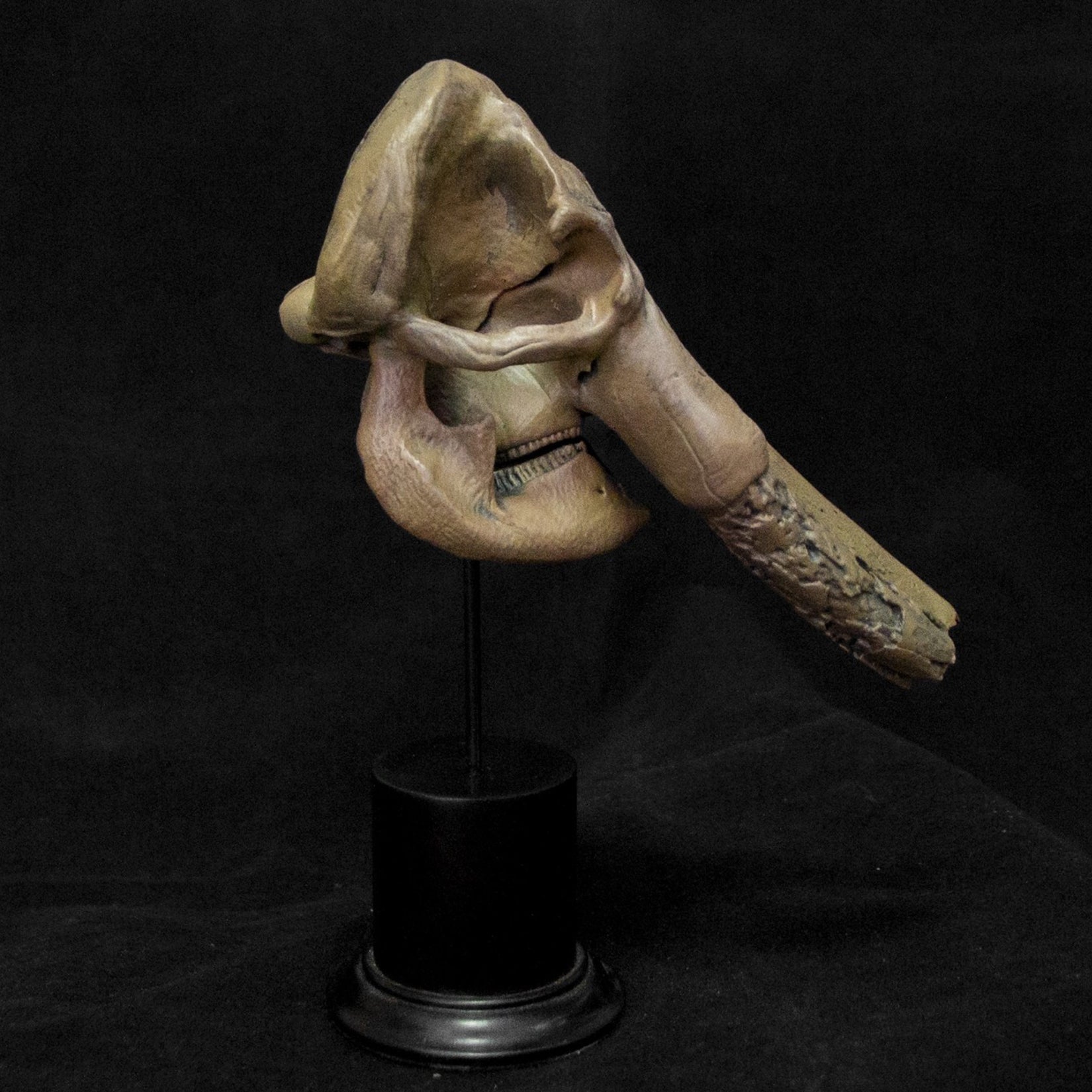 VWUVWU 1: 20 Scale Huanghe Flumen Stegodon Skull Model