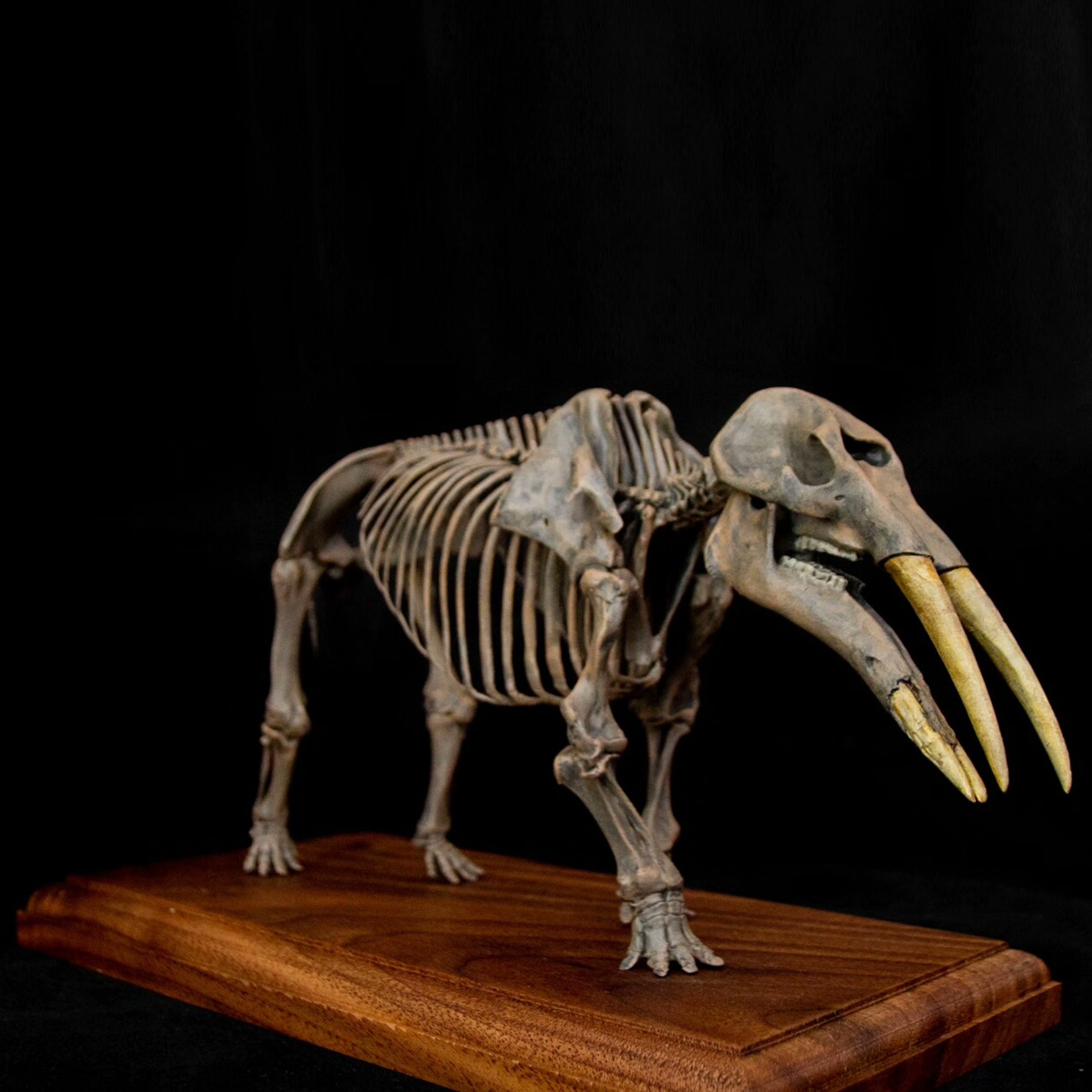VWUVWU 1:20 Scale Gomphotherium Skeleton Model