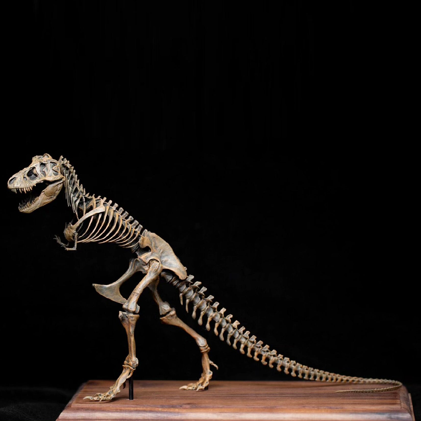 VWUVWU 1:35 Scale Ancient Tyrannosaurus rex Skeleton Model