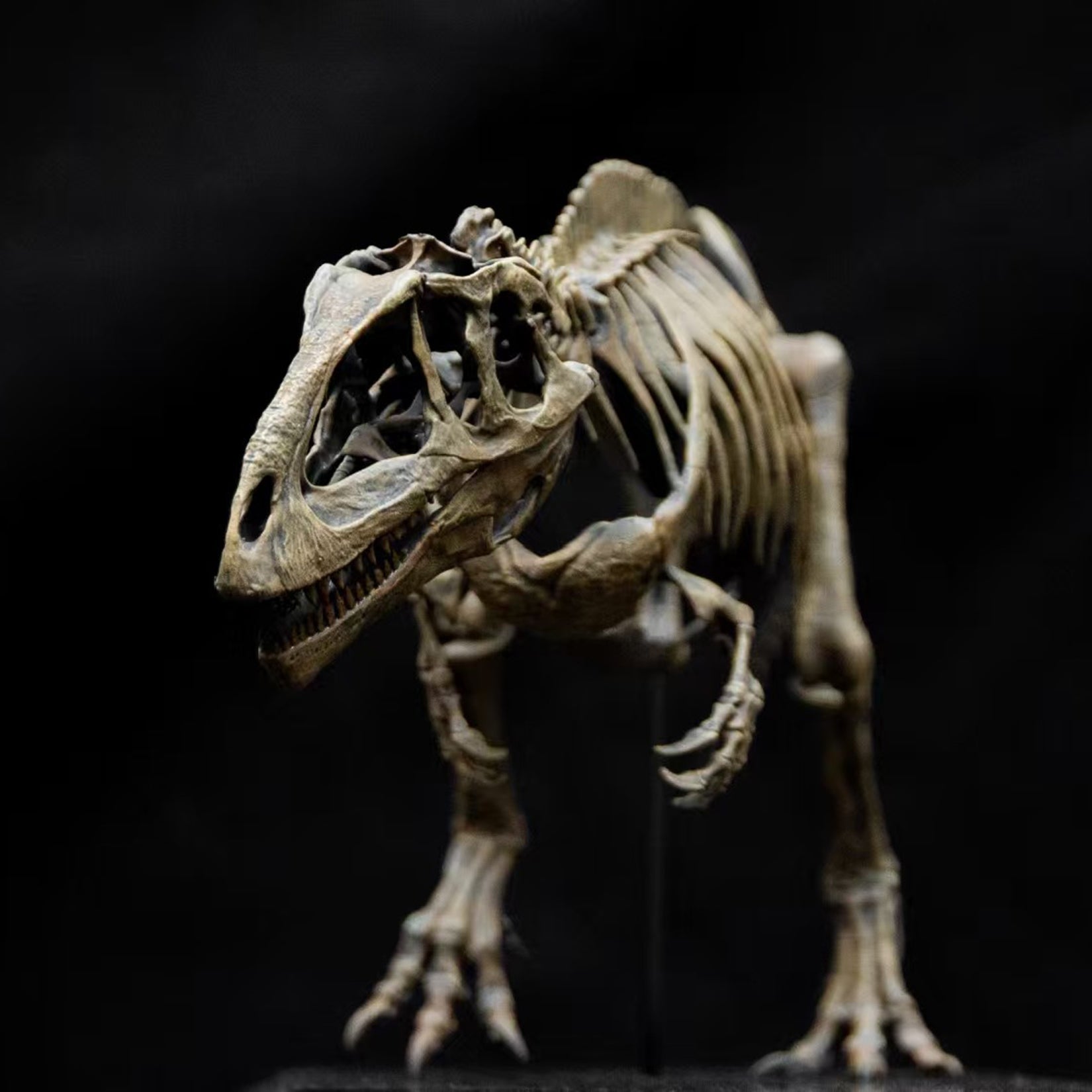 Allosaurus-Skelettmodell im Maßstab 1:18