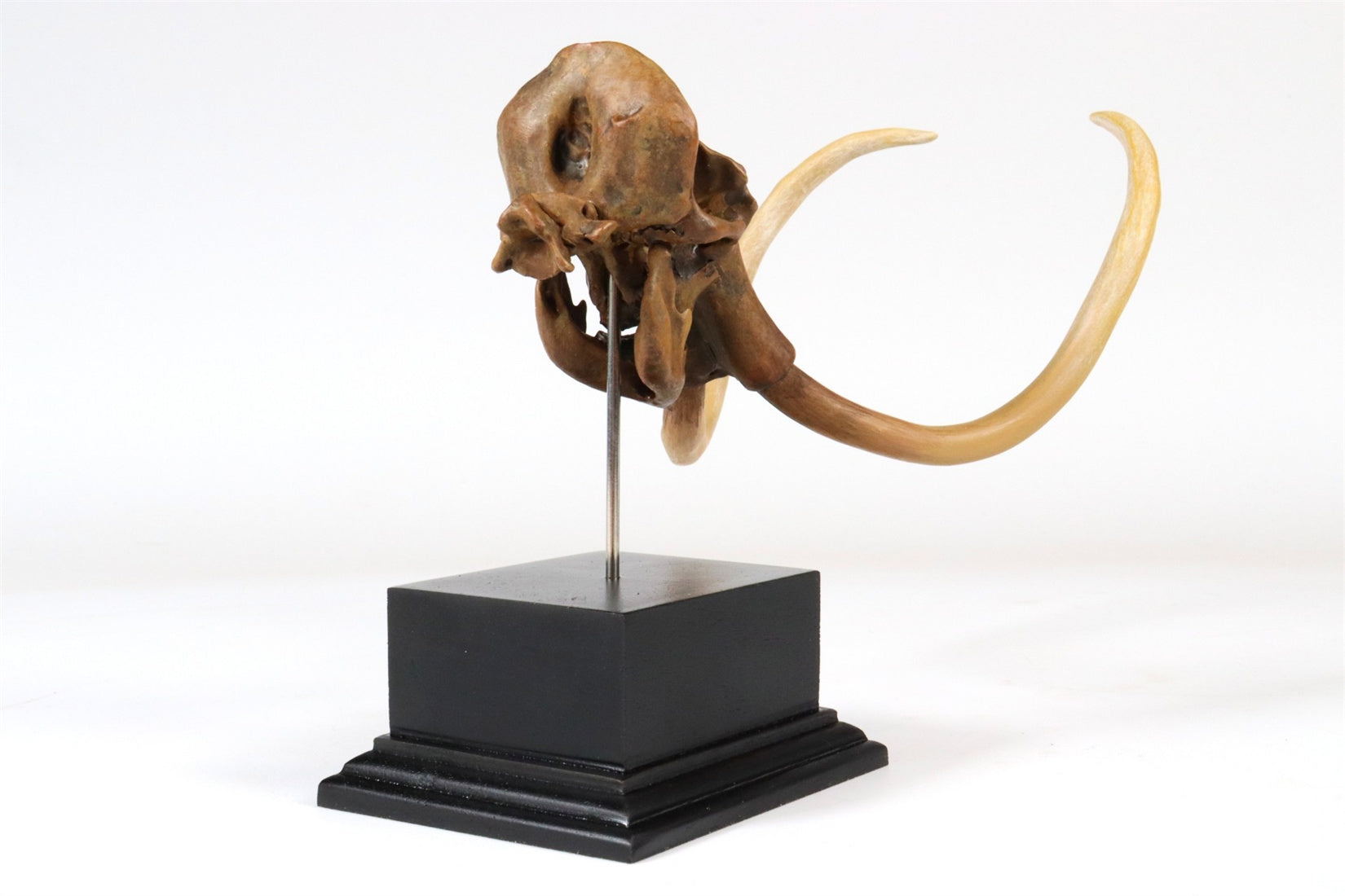 3D Printed Mammoth Skull Model