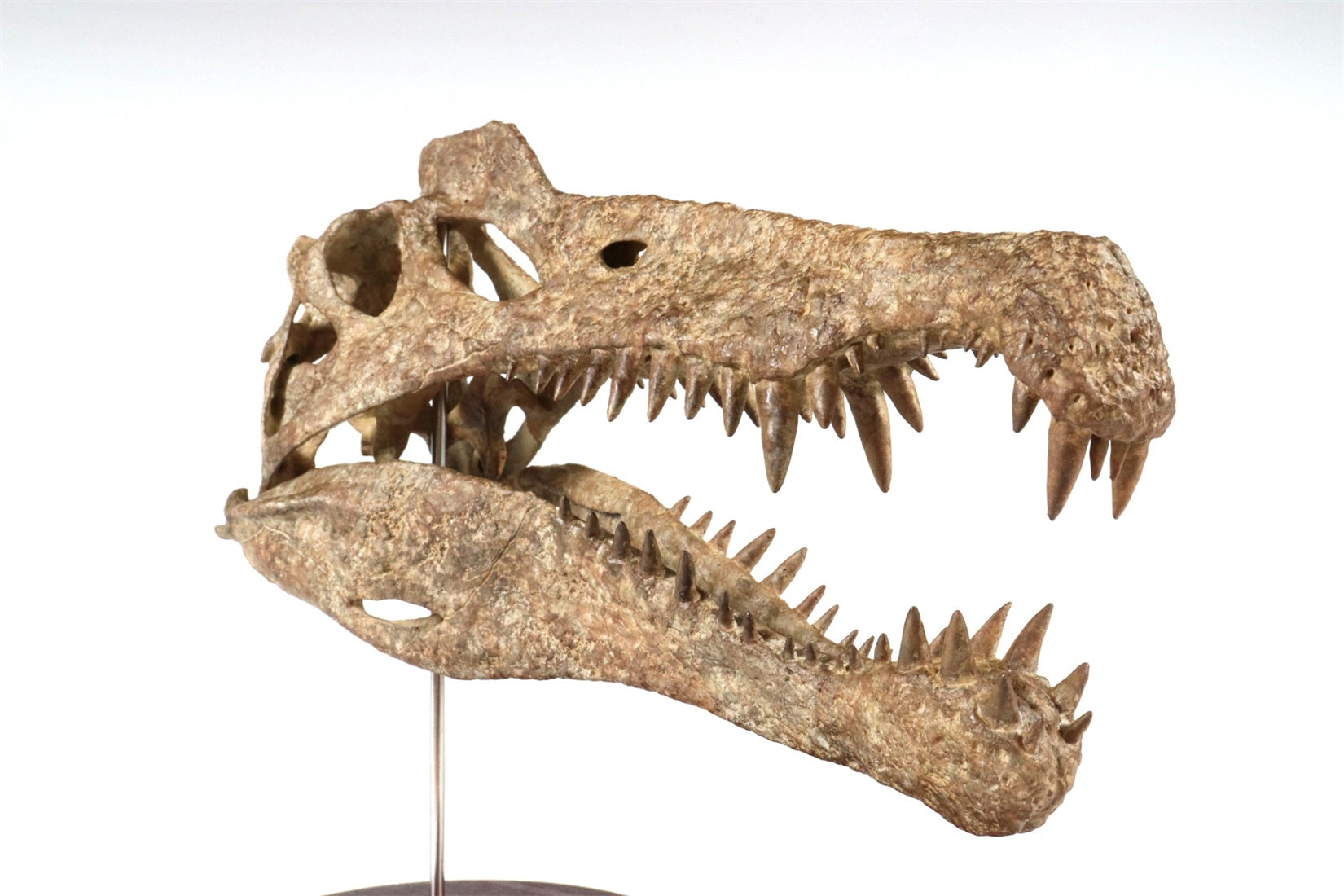 1: 18 Scale Spinosaurus Skull Model