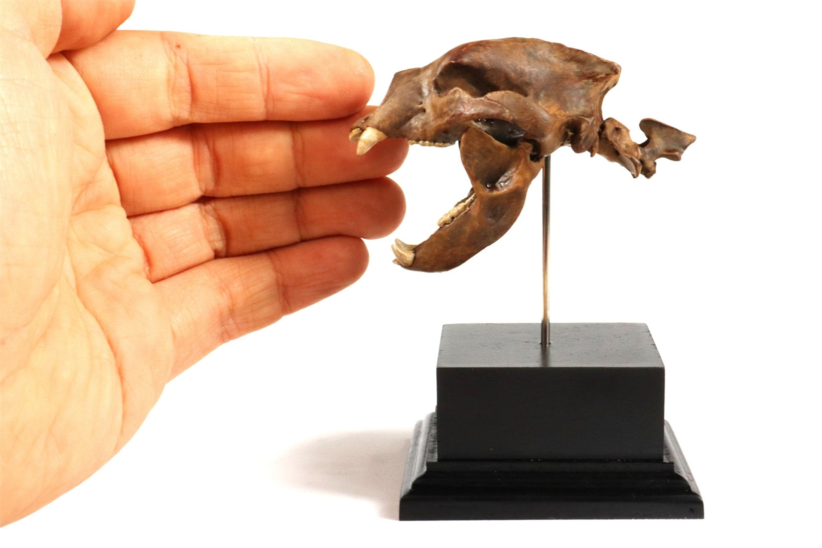 3D Printed Short-Faced Bear Skull Model
