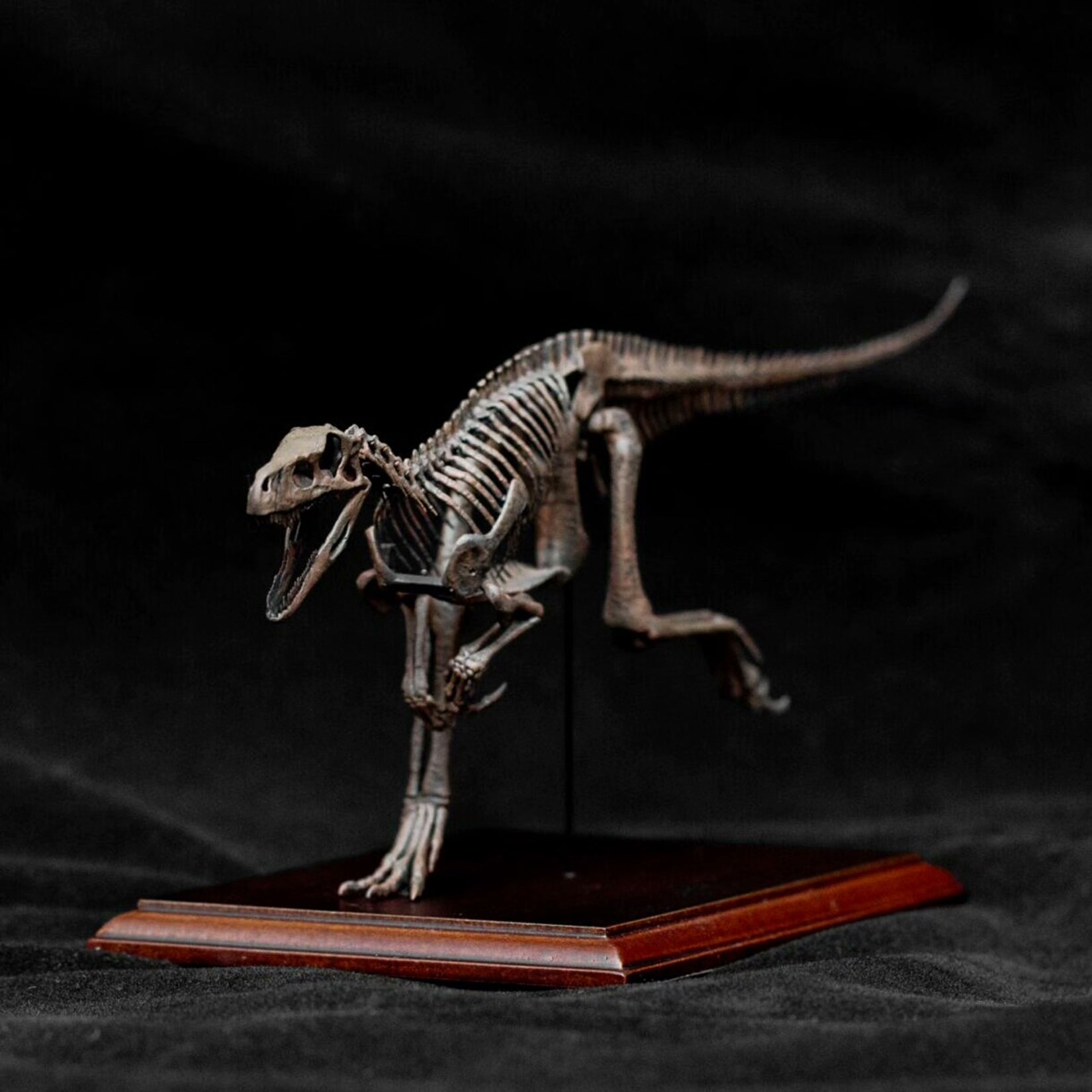 Allosaurus-Skelettmodell im Maßstab 1:18