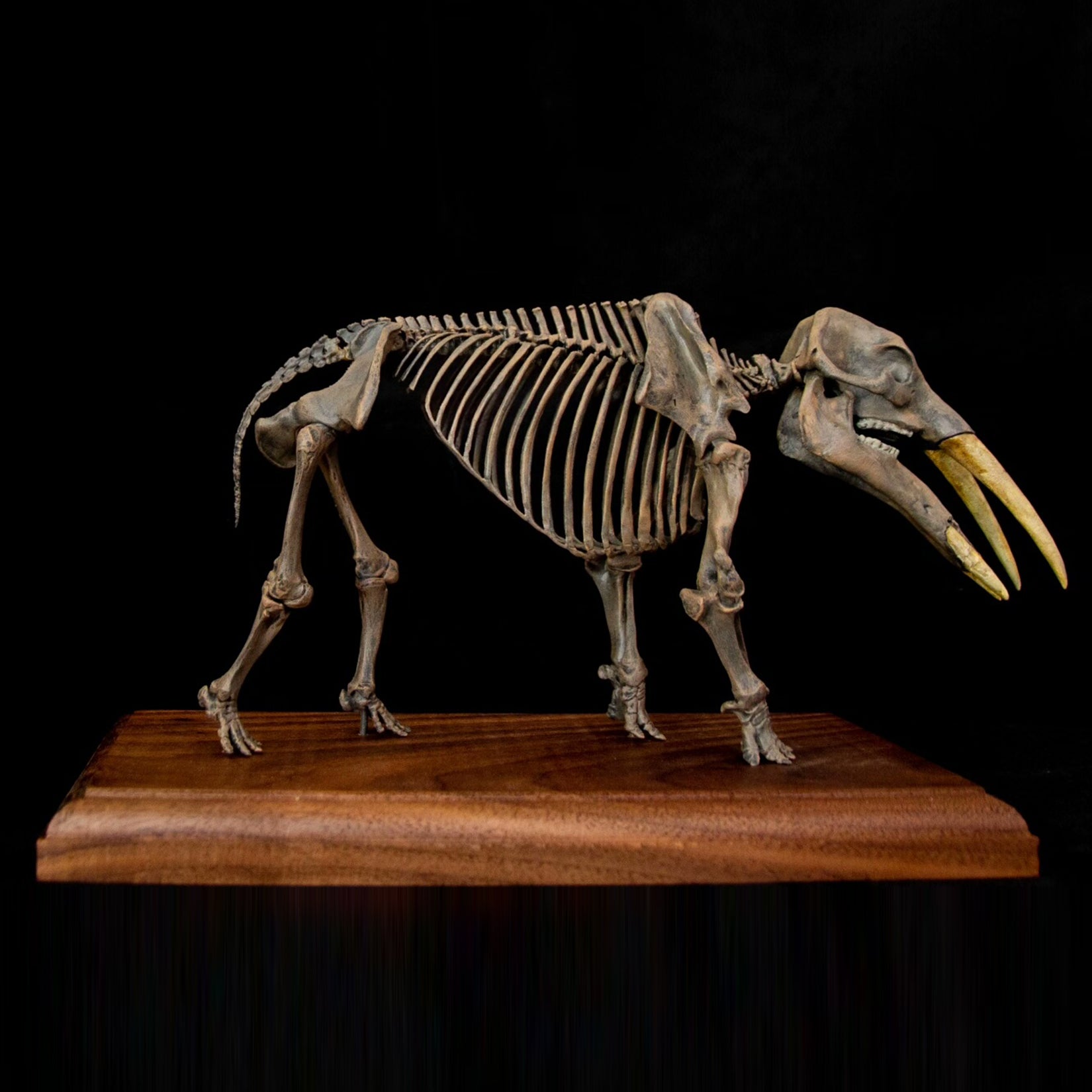 VWUVWU 1:20 Scale Gomphotherium Skeleton Model