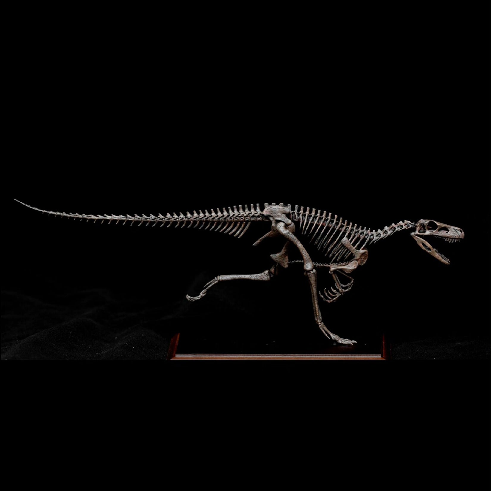 Allosaurus-Skelettmodell im Maßstab 1:18