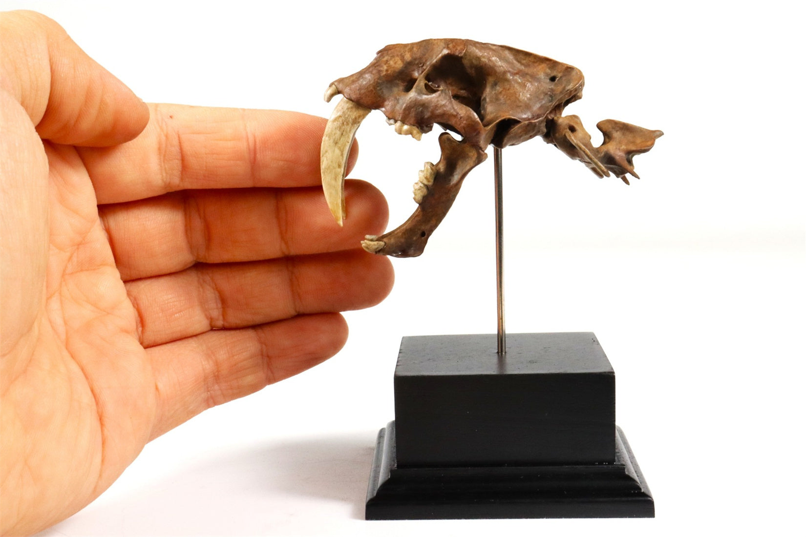 Saber-Toothed Tiger Skull Model