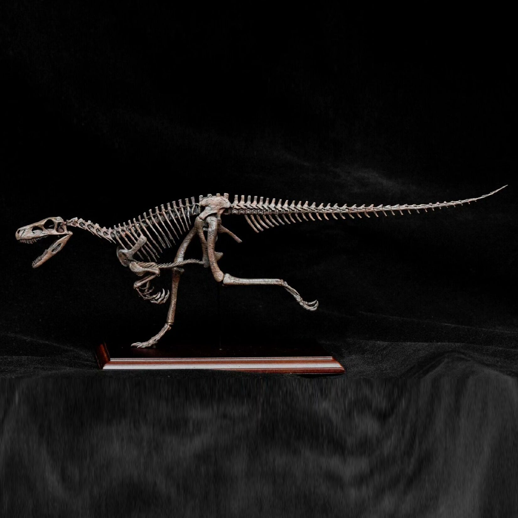 Allosaurus-Skelettmodell im Maßstab 1:18