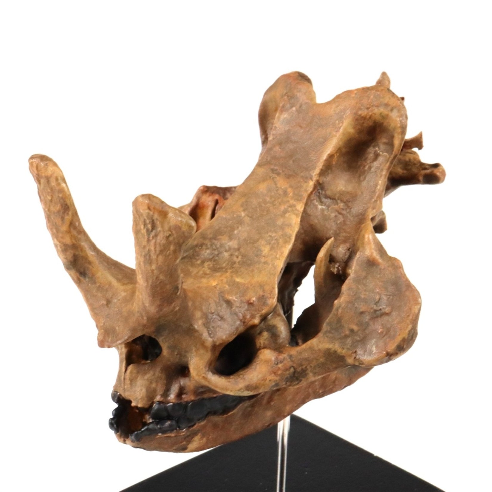 3D Printed Coelodonta Antiquitatis Skull Model