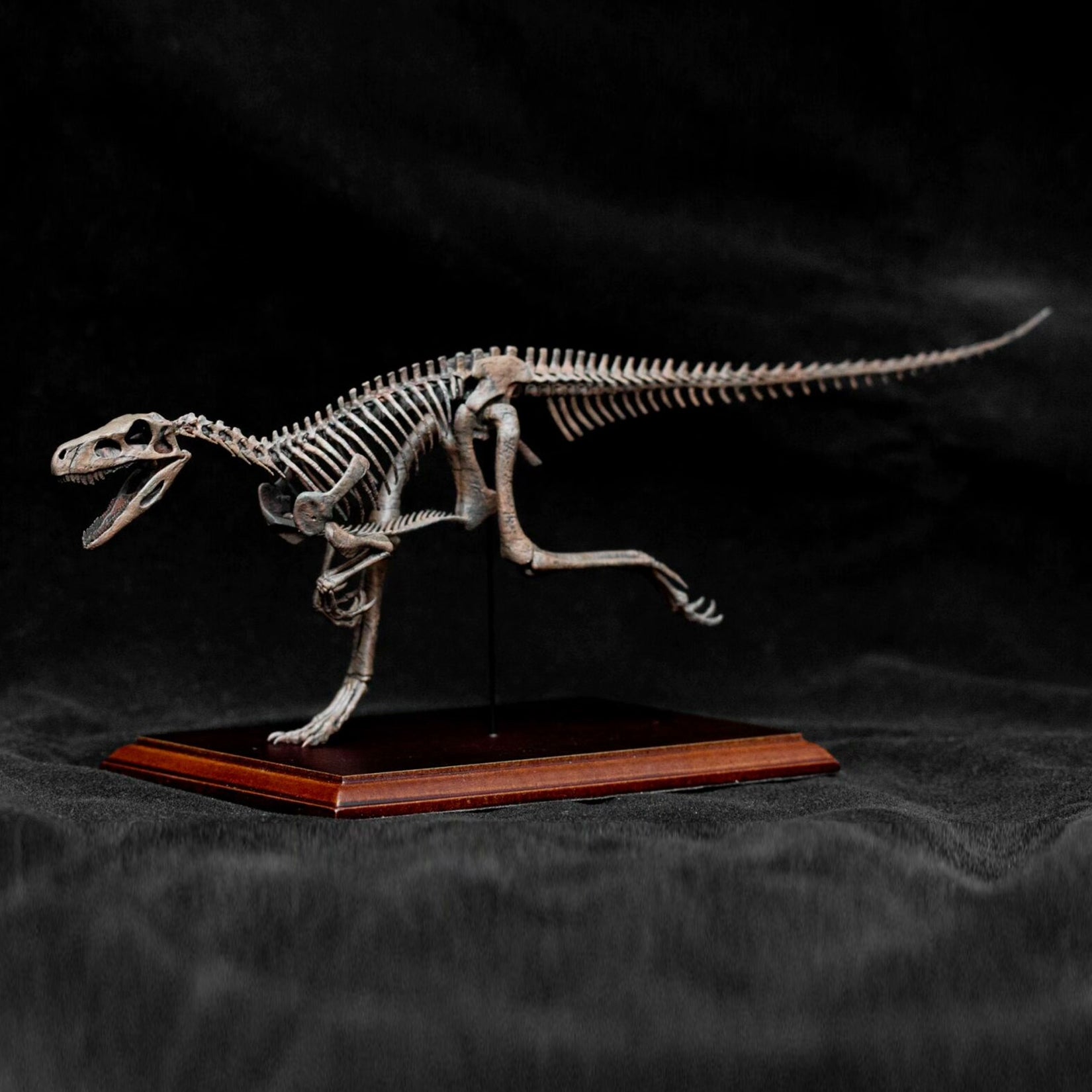 Allosaurus-Skelettmodell im Maßstab 1:18