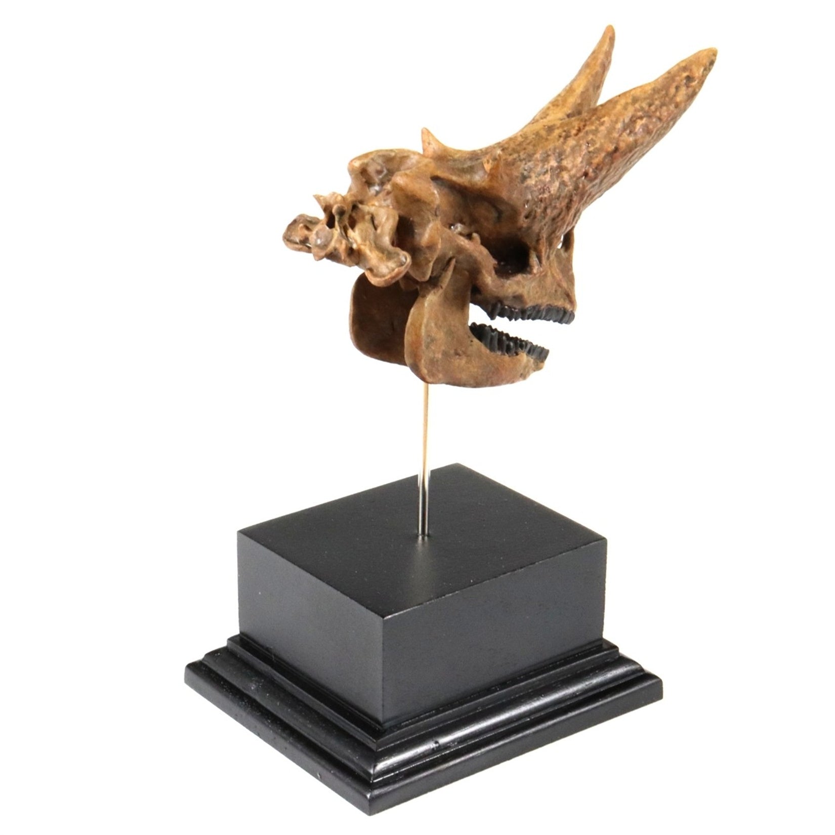 3D Printed Arsinoitherium Skull Model