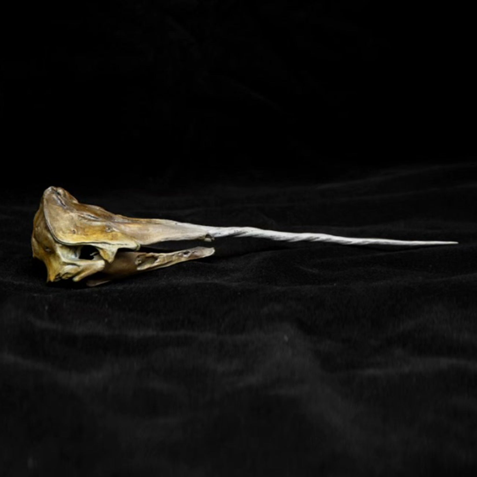 VWUVWU Unicorn Whale Skull Model
