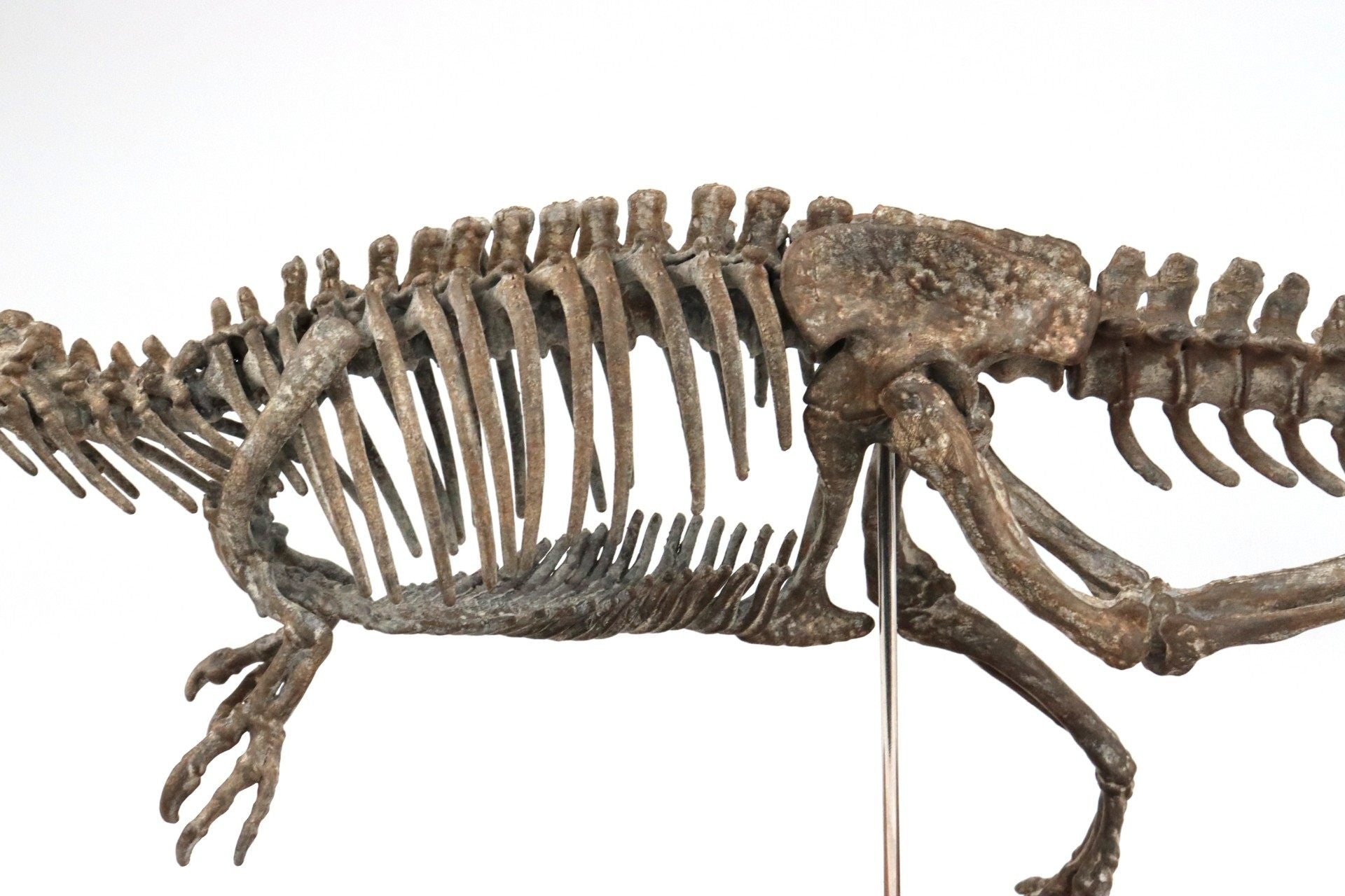 1: 18 Scale Allosaurus Skeleton Model