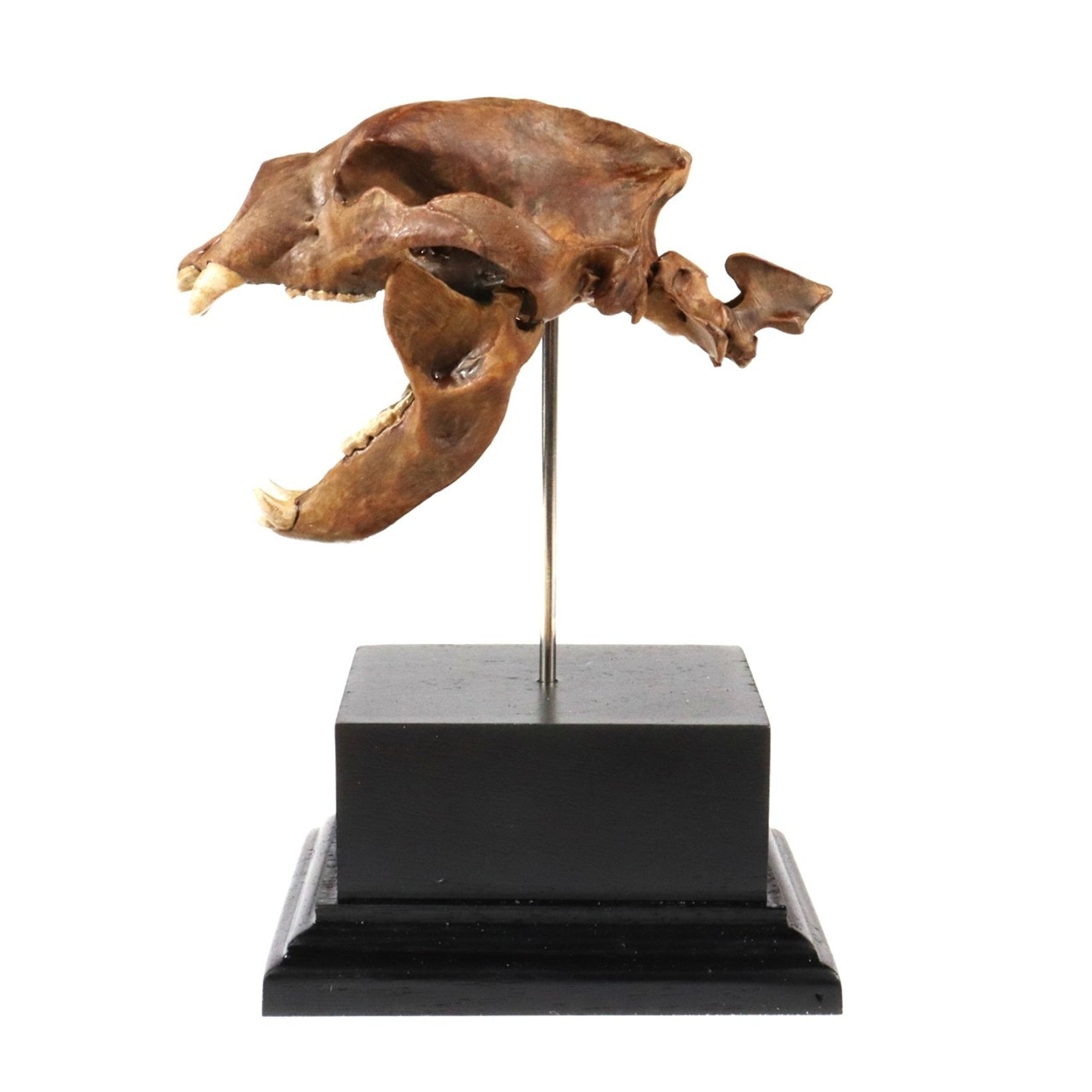 3D Printed Short-Faced Bear Skull Model