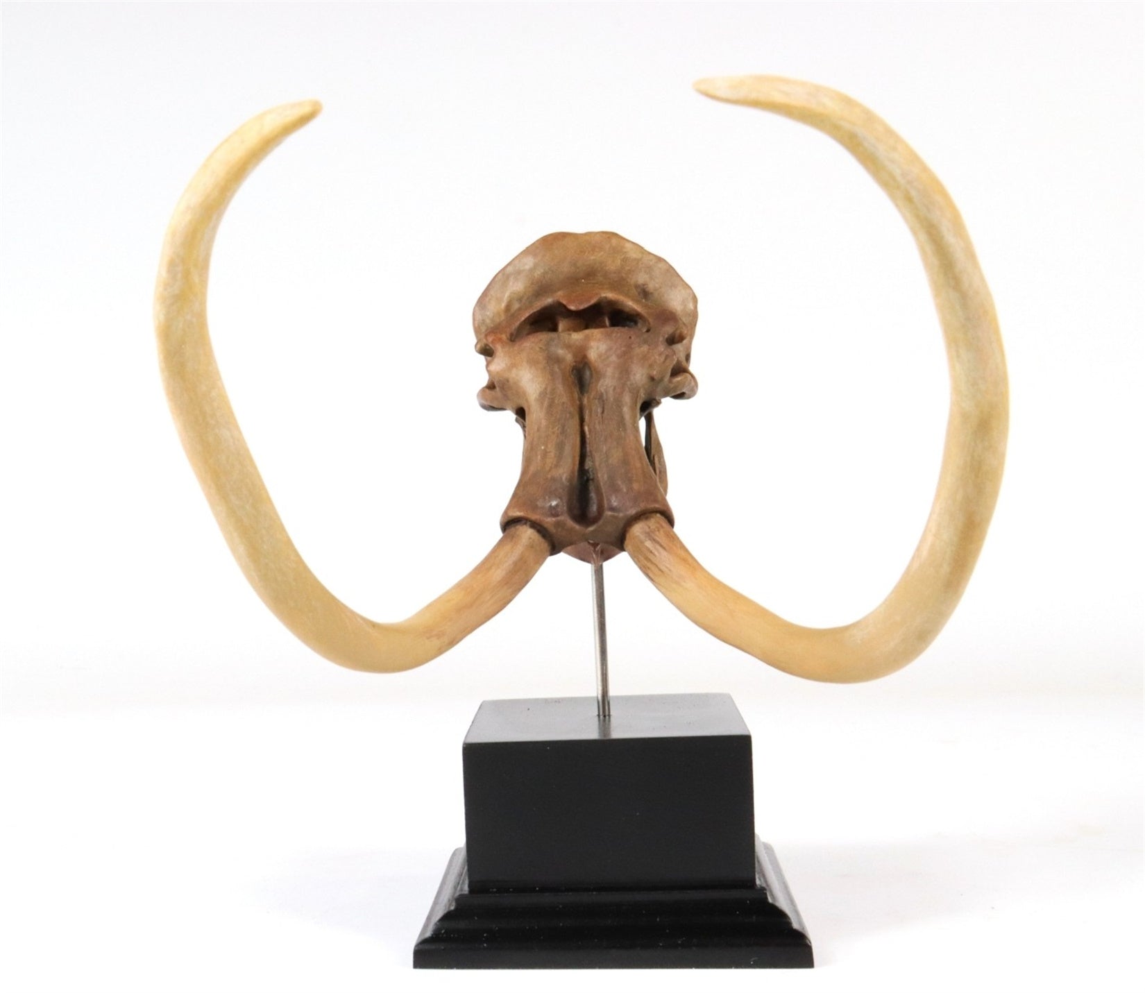 3D Printed Mammoth Skull Model