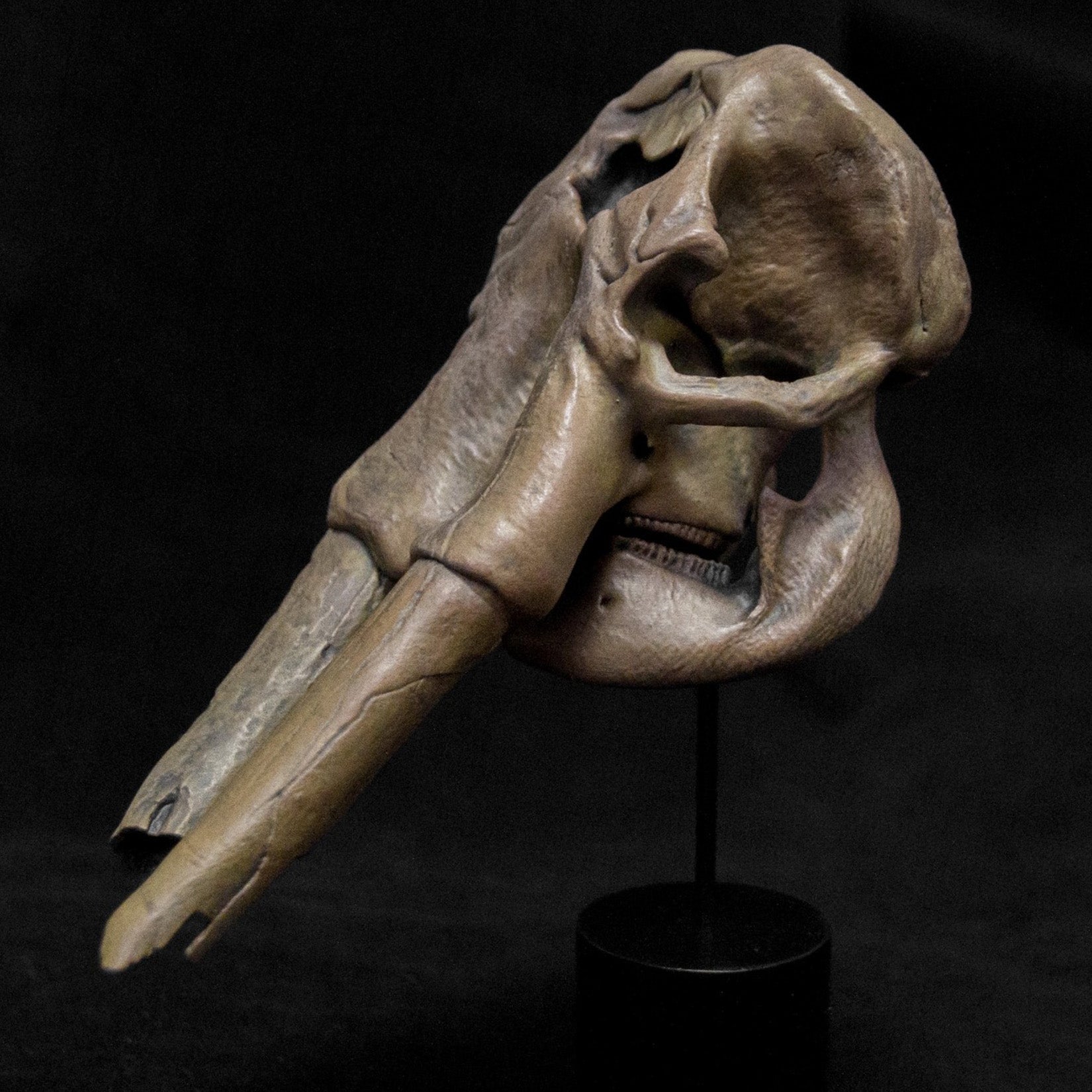 VWUVWU 1: 20 Scale Huanghe Flumen Stegodon Skull Model