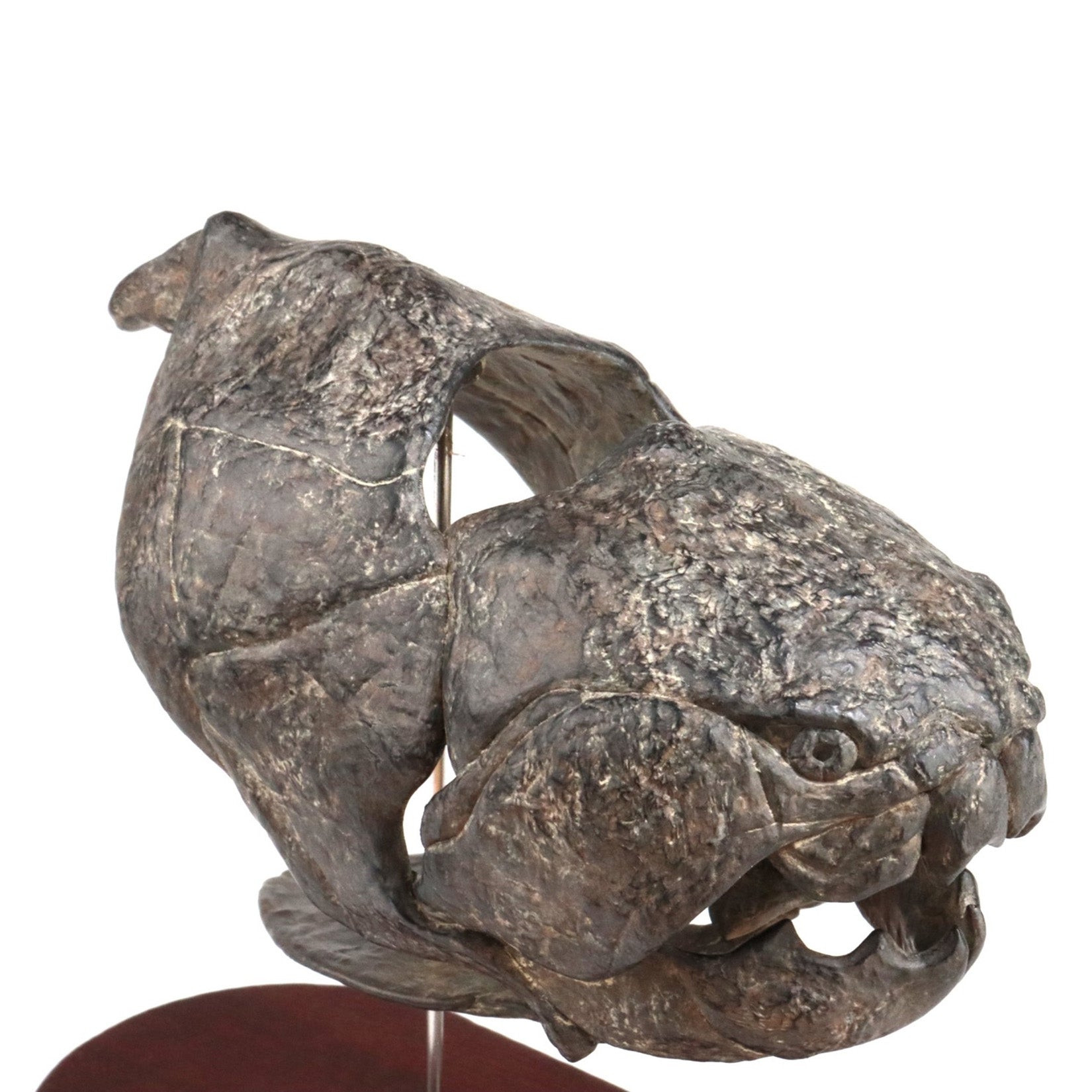 Allosaurus-Skelettmodell im Maßstab 1:18