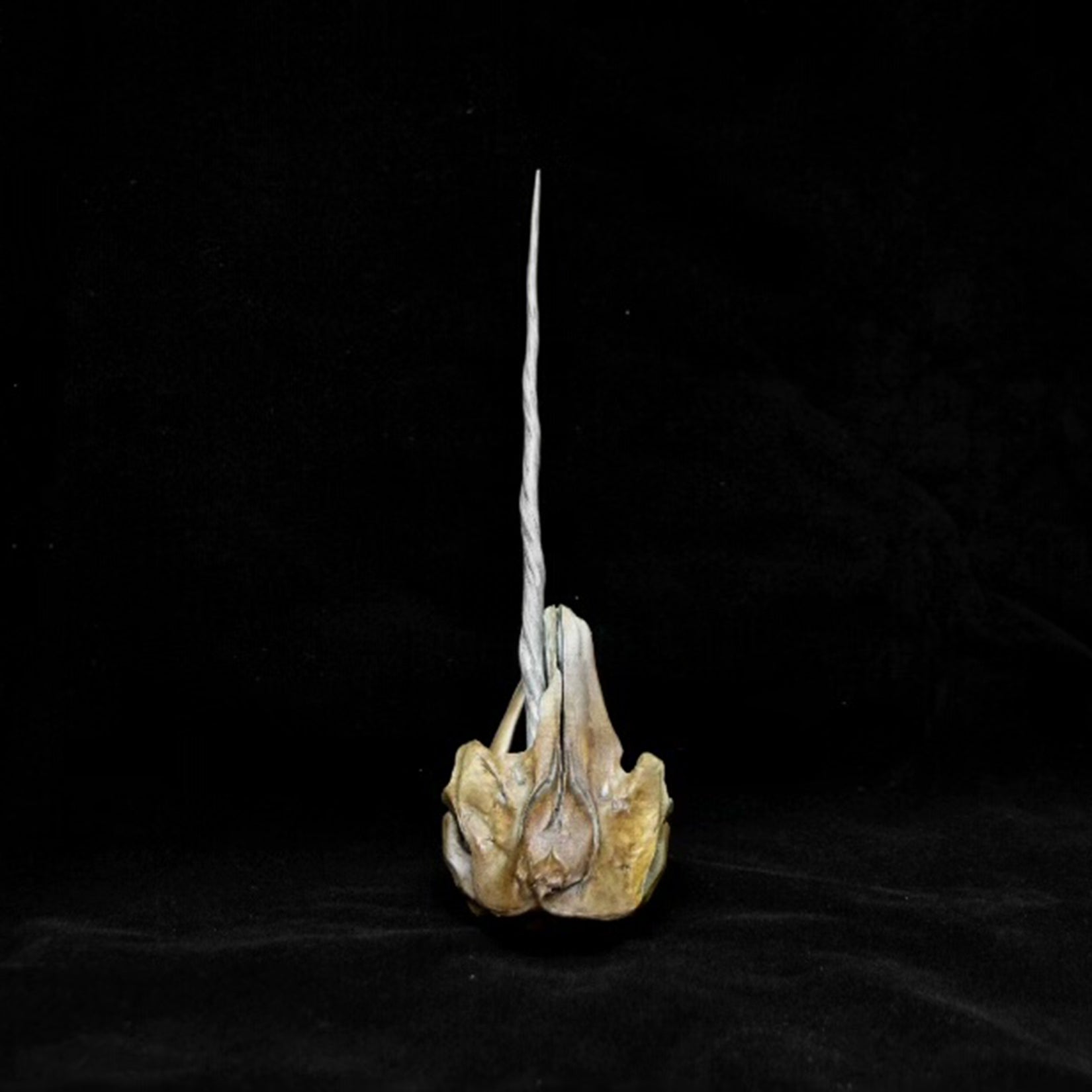 VWUVWU Unicorn Whale Skull Model