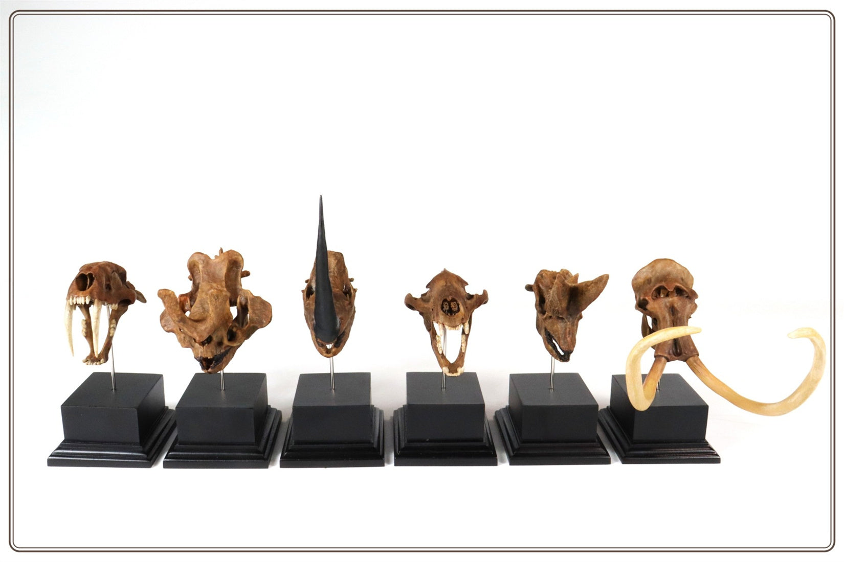 3D Printed Brontothere Skull Model