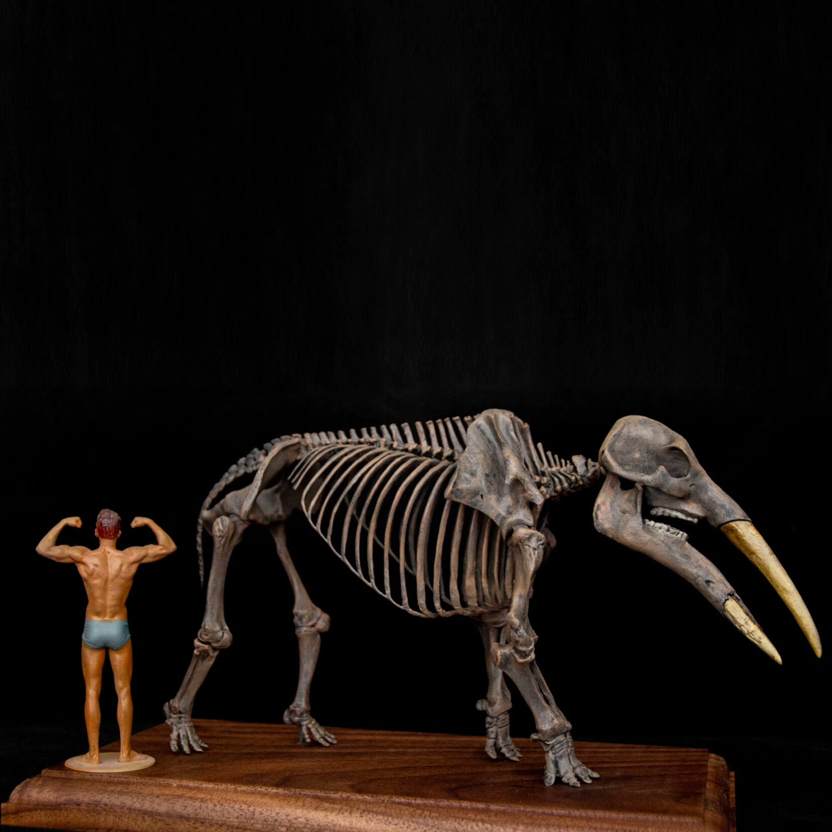 VWUVWU 1:20 Scale Gomphotherium Skeleton Model