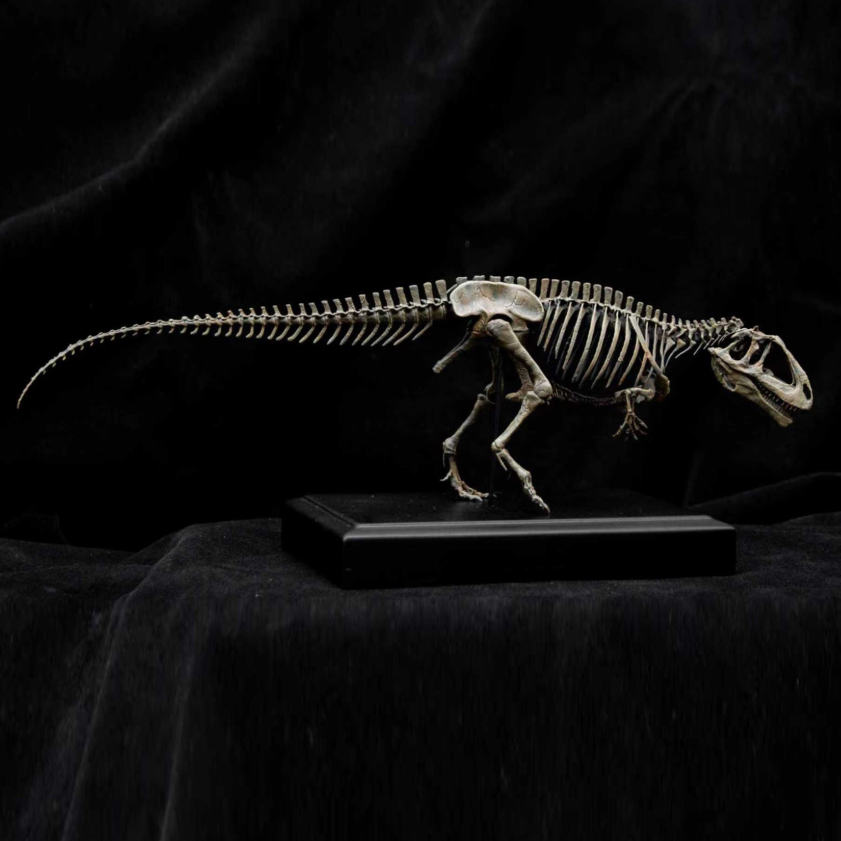 Allosaurus-Skelettmodell im Maßstab 1:18