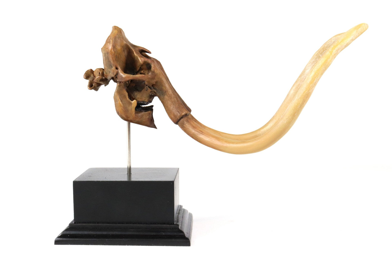 3D Printed Mammoth Skull Model