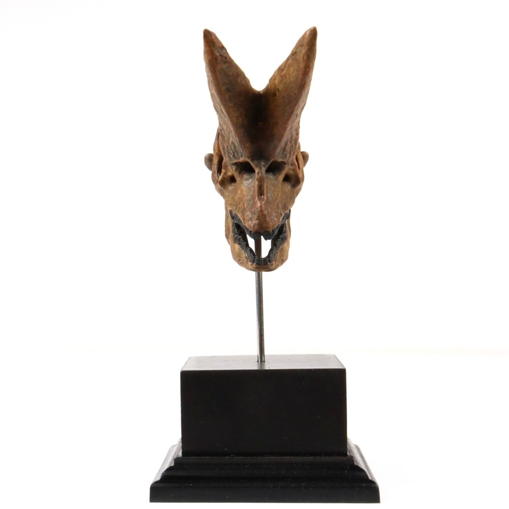 3D Printed Arsinoitherium Skull Model