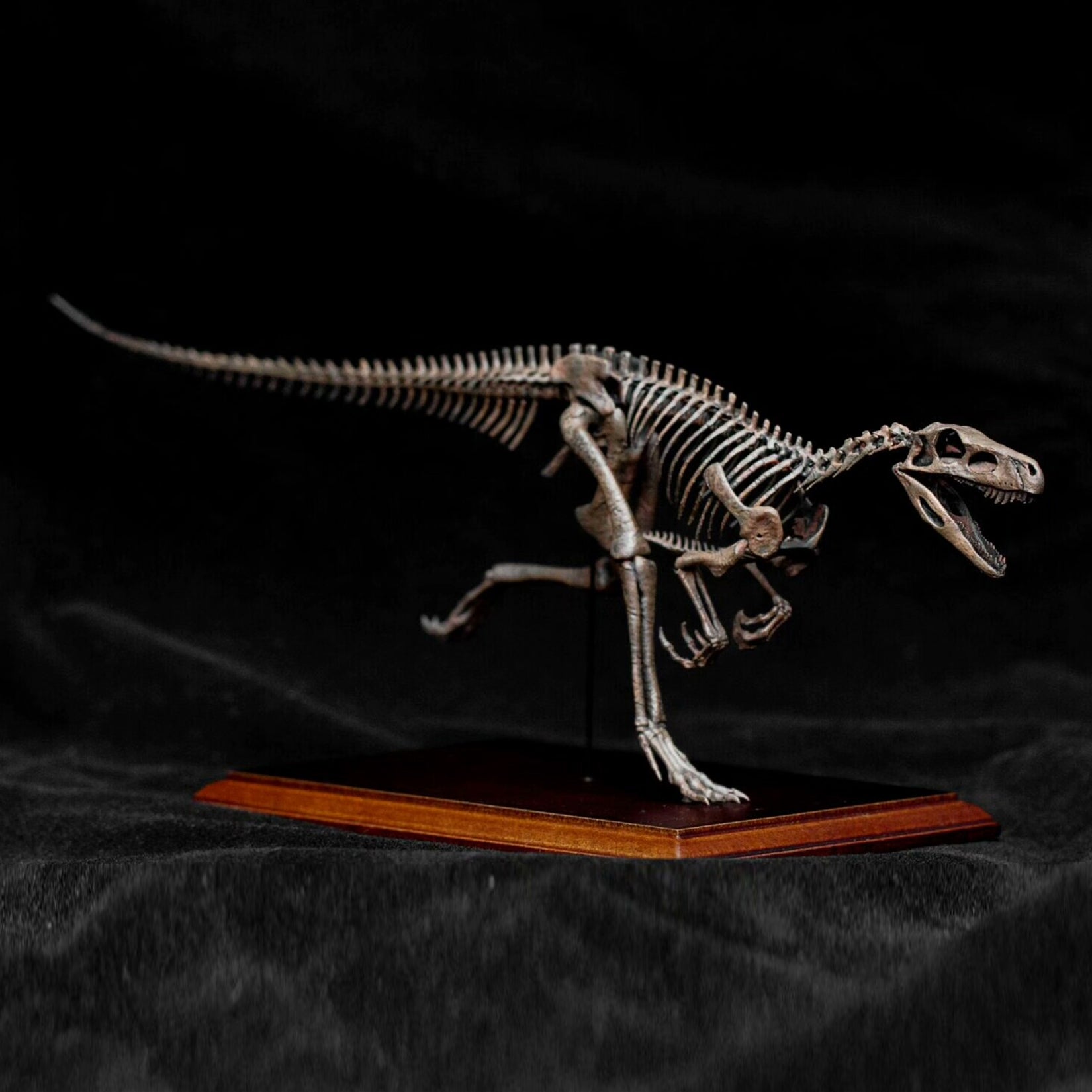 Allosaurus-Skelettmodell im Maßstab 1:18