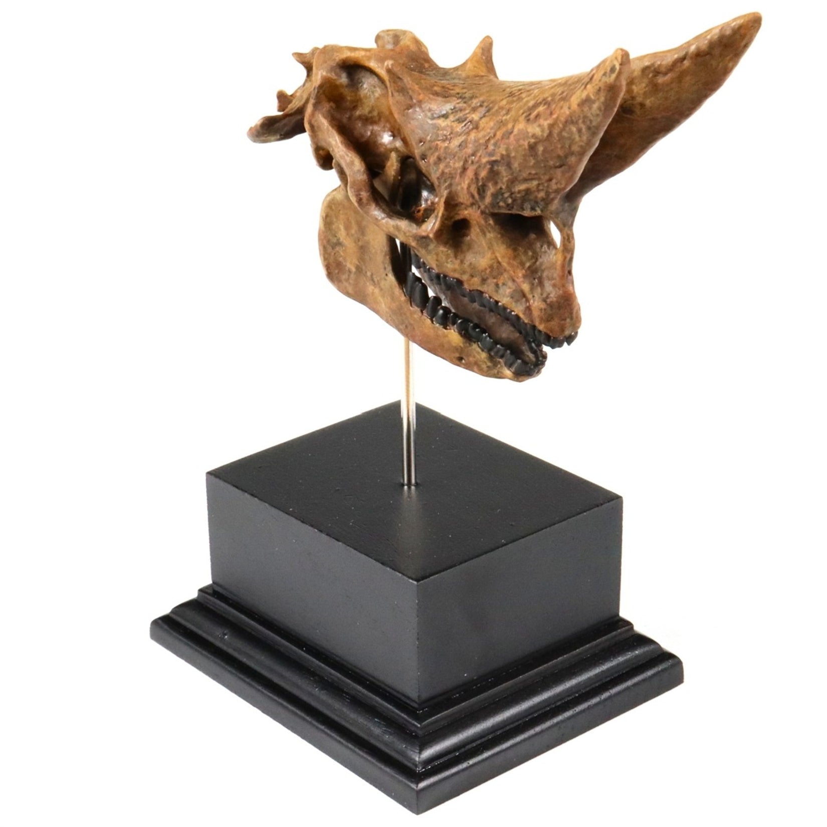 3D Printed Arsinoitherium Skull Model