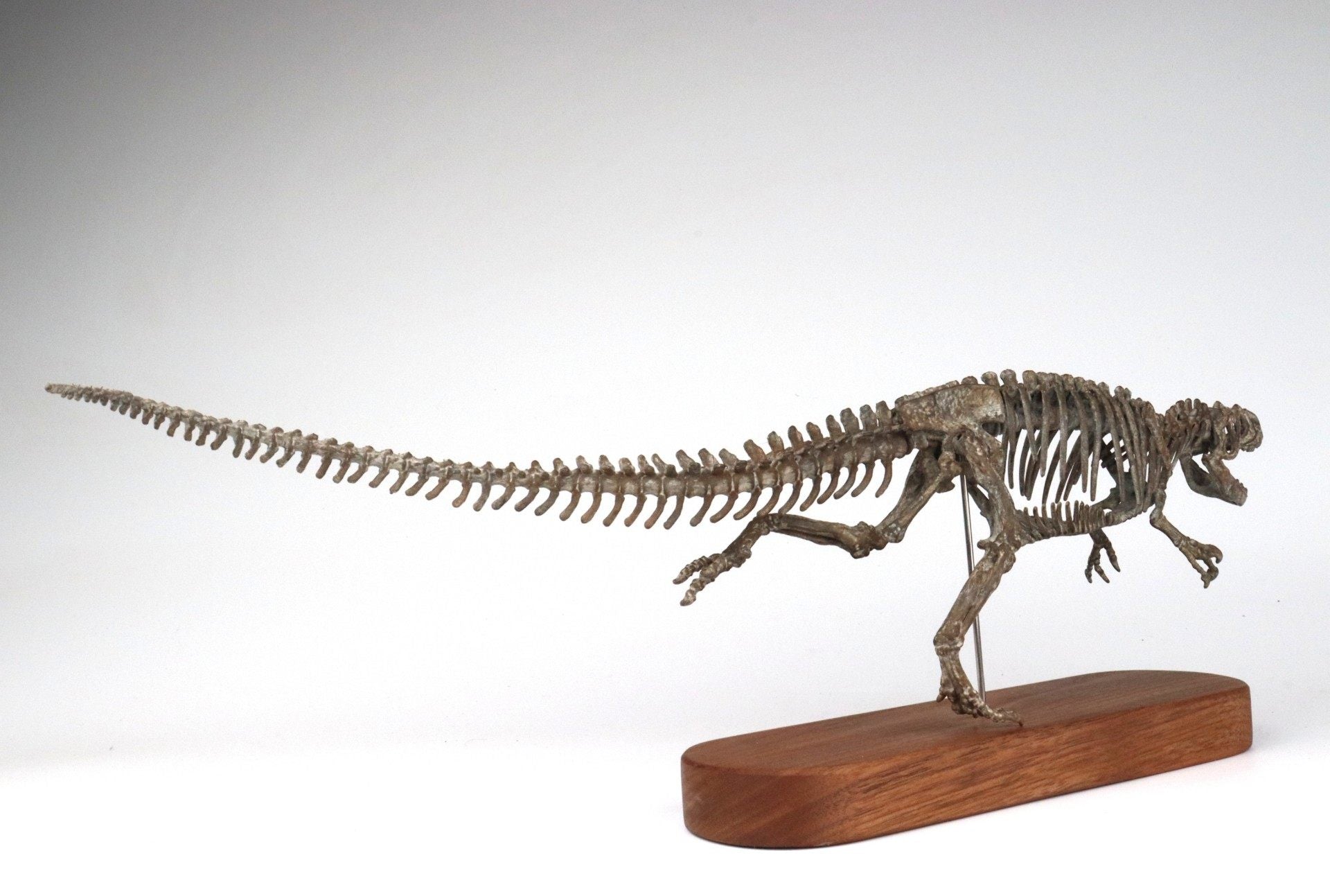 1: 18 Scale Allosaurus Skeleton Model