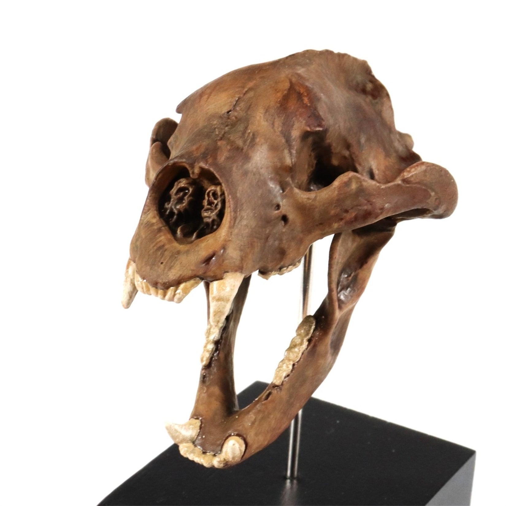 3D Printed Short-Faced Bear Skull Model