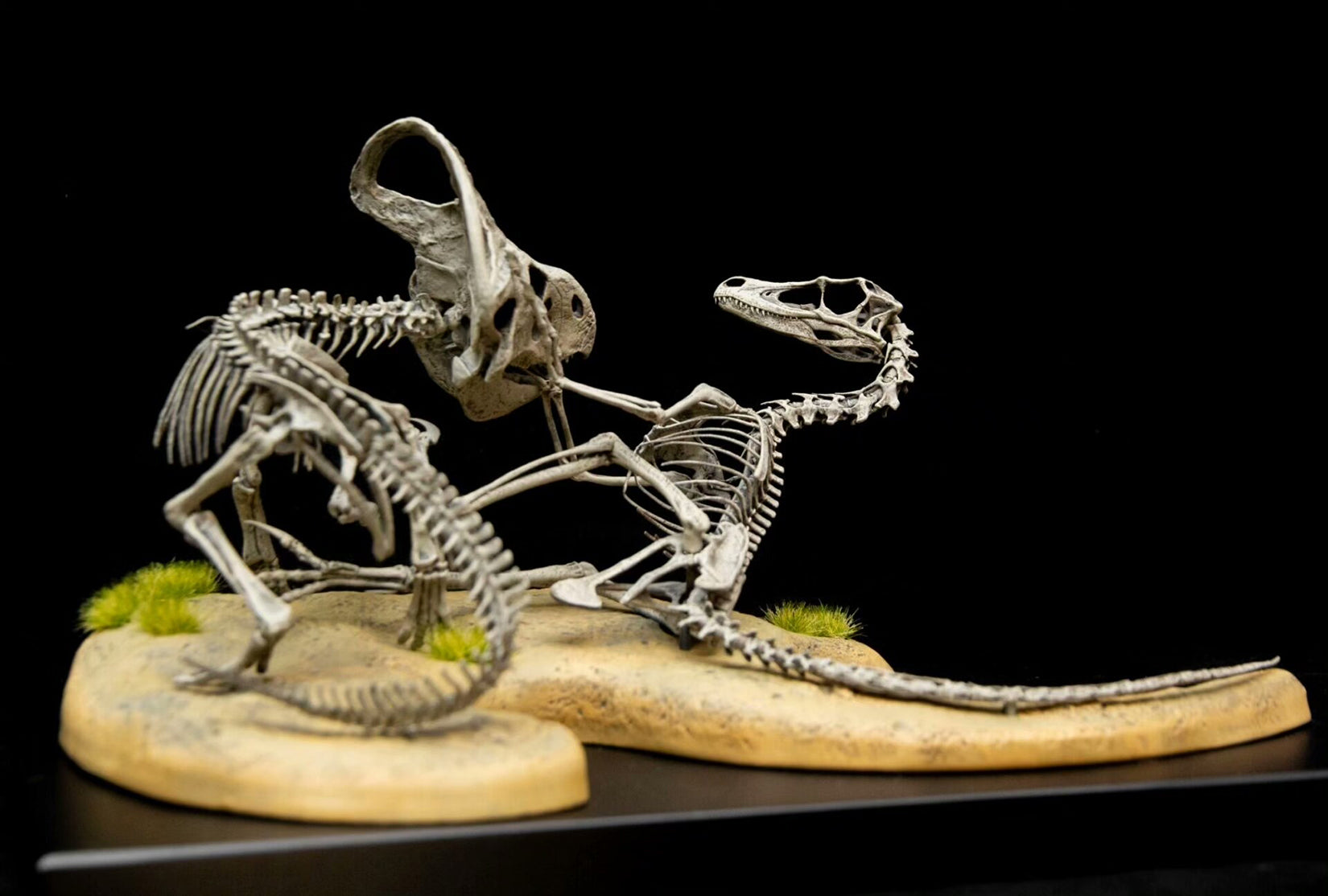 VWUVWU Protoceratops VS Velociraptor Skeleton Model