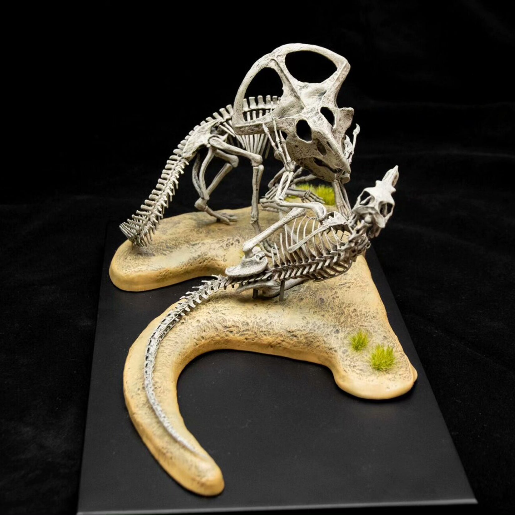 VWUVWU Protoceratops VS Velociraptor Skeleton Model