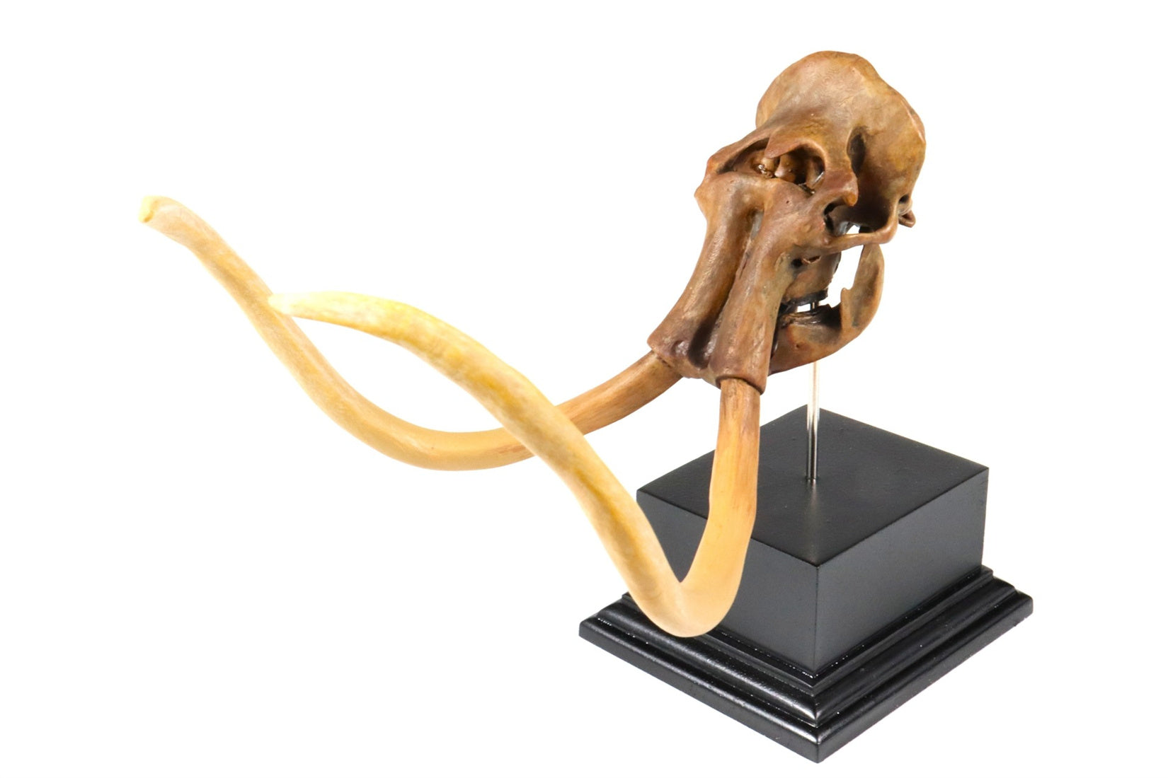 3D Printed Mammoth Skull Model