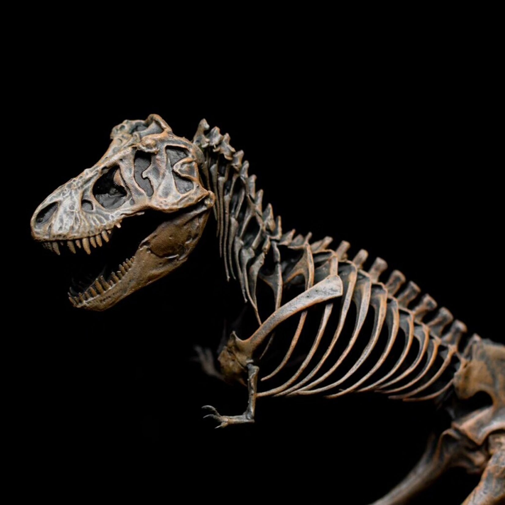 VWUVWU 1:35 Scale Ancient Tyrannosaurus rex Skeleton Model