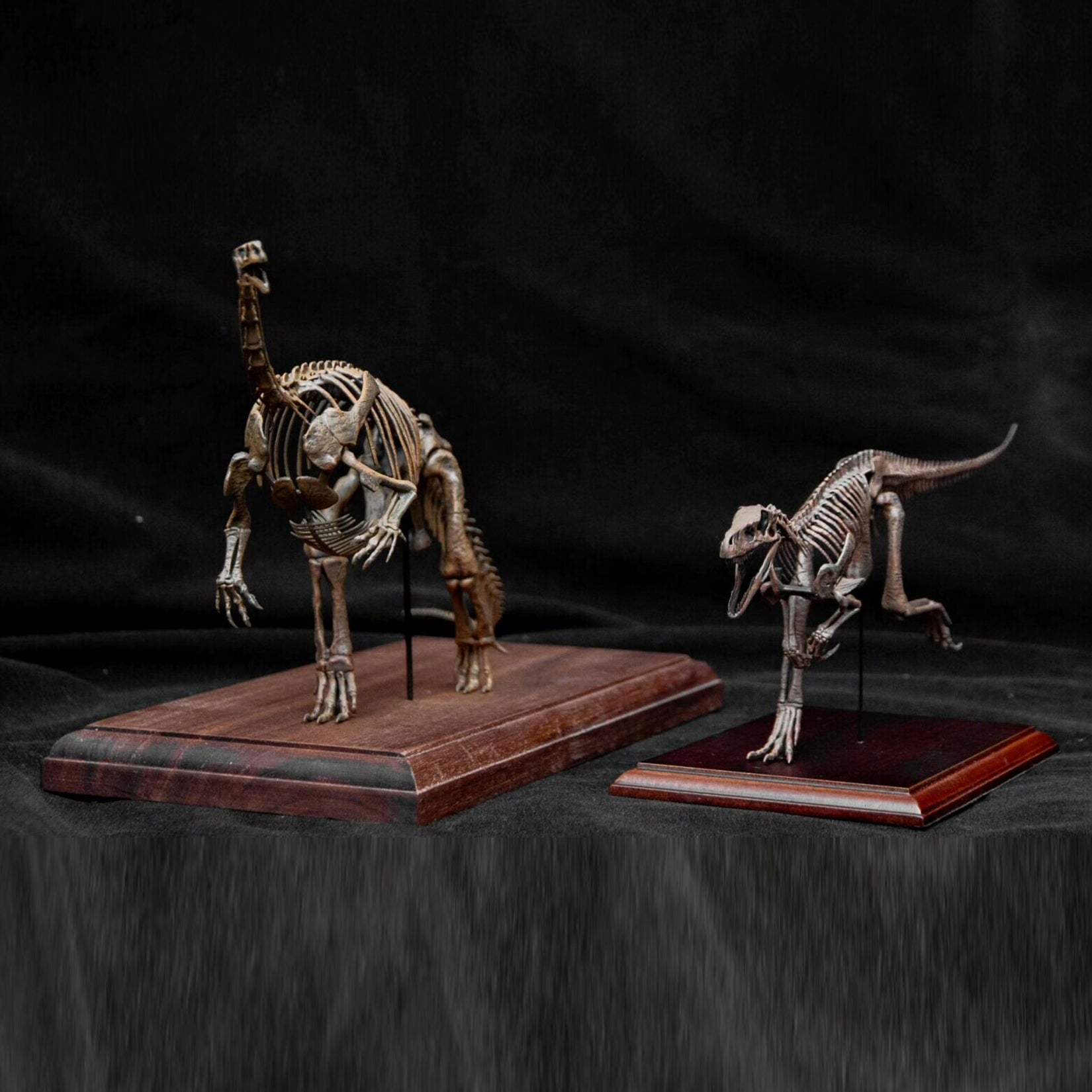 Allosaurus-Skelettmodell im Maßstab 1:18