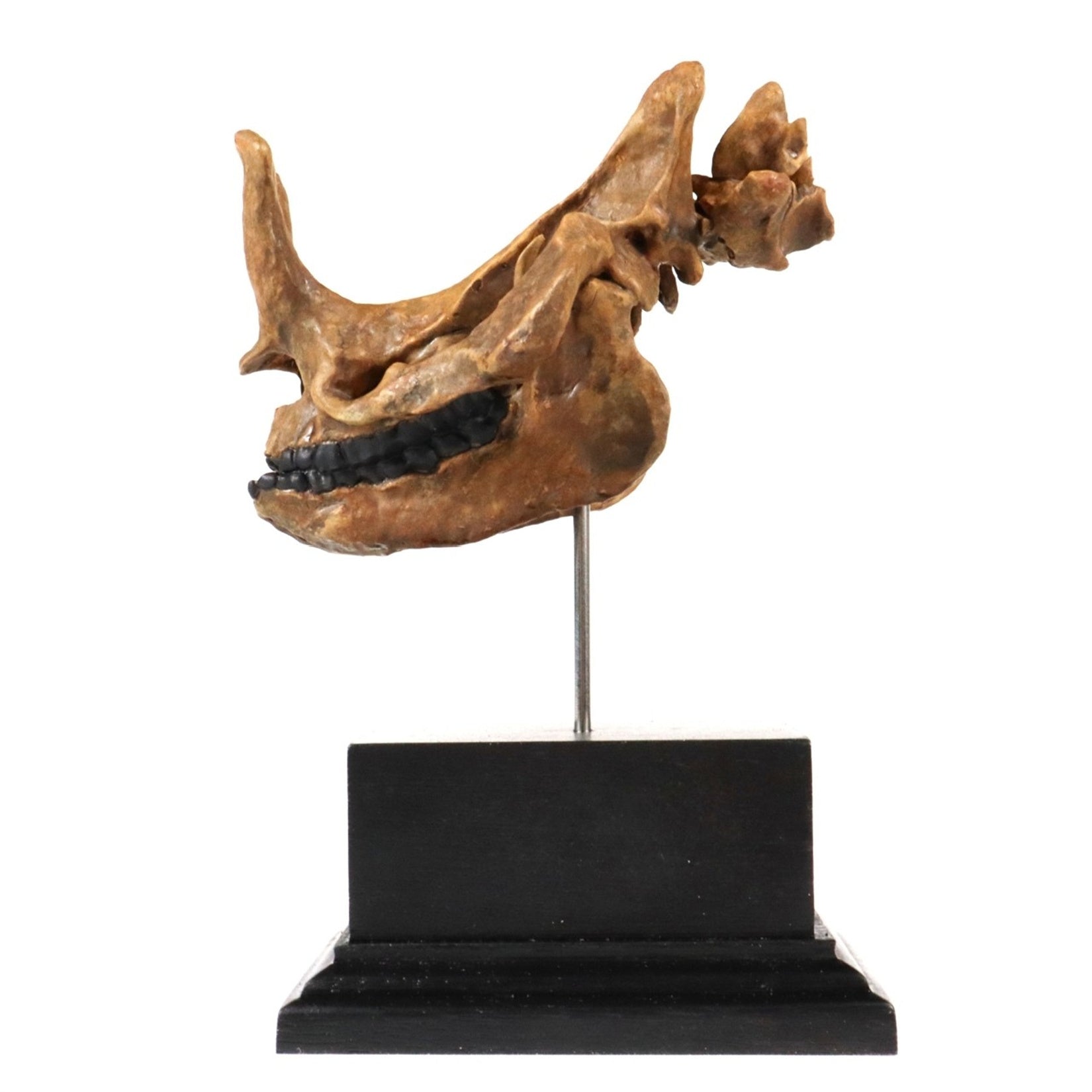 3D Printed Brontothere Skull Model