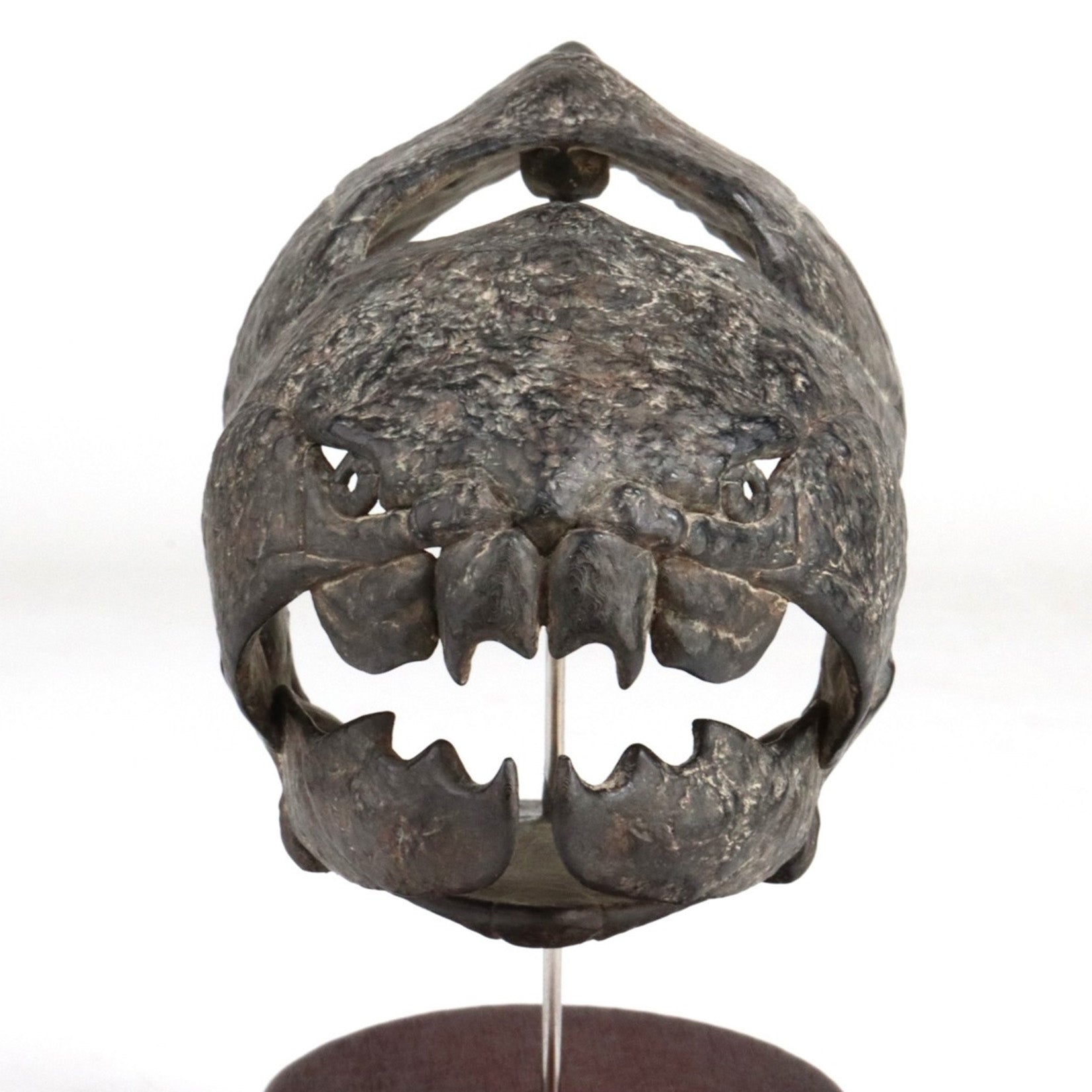 Allosaurus-Skelettmodell im Maßstab 1:18