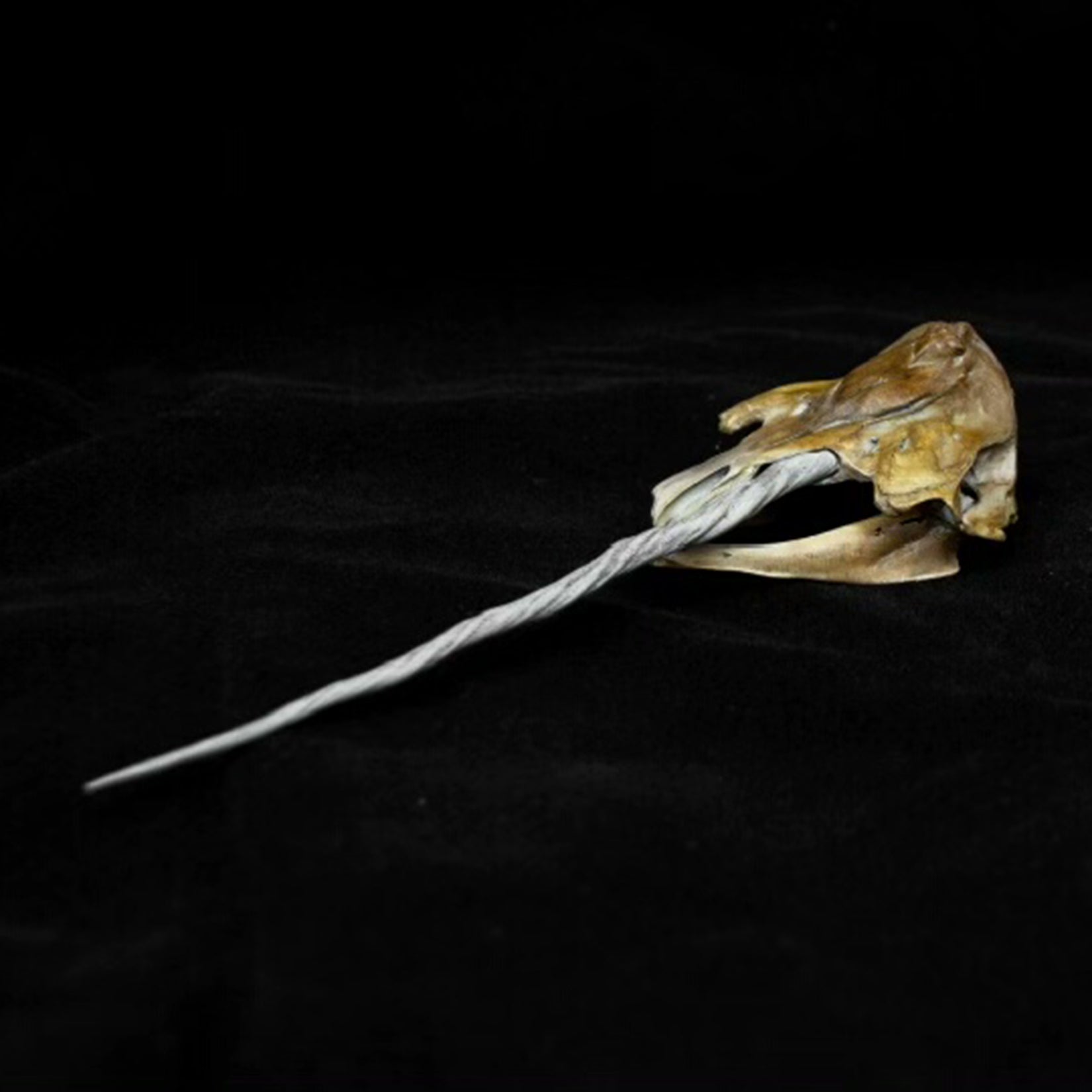 VWUVWU Unicorn Whale Skull Model