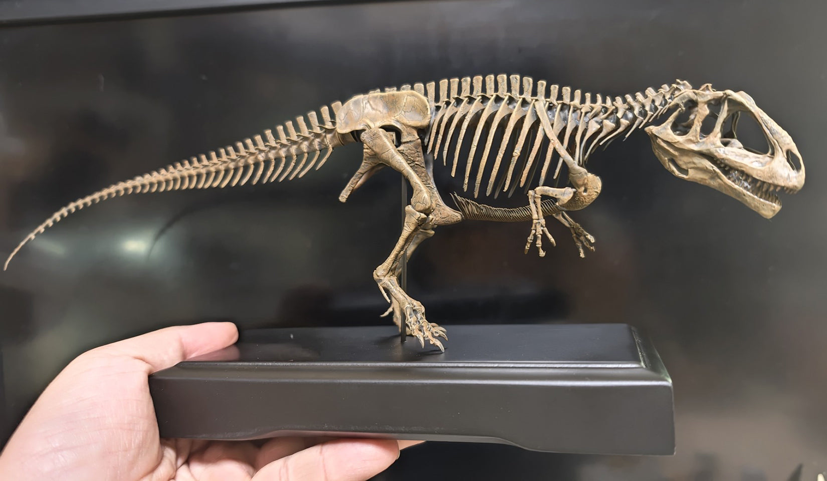 Allosaurus-Skelettmodell im Maßstab 1:18