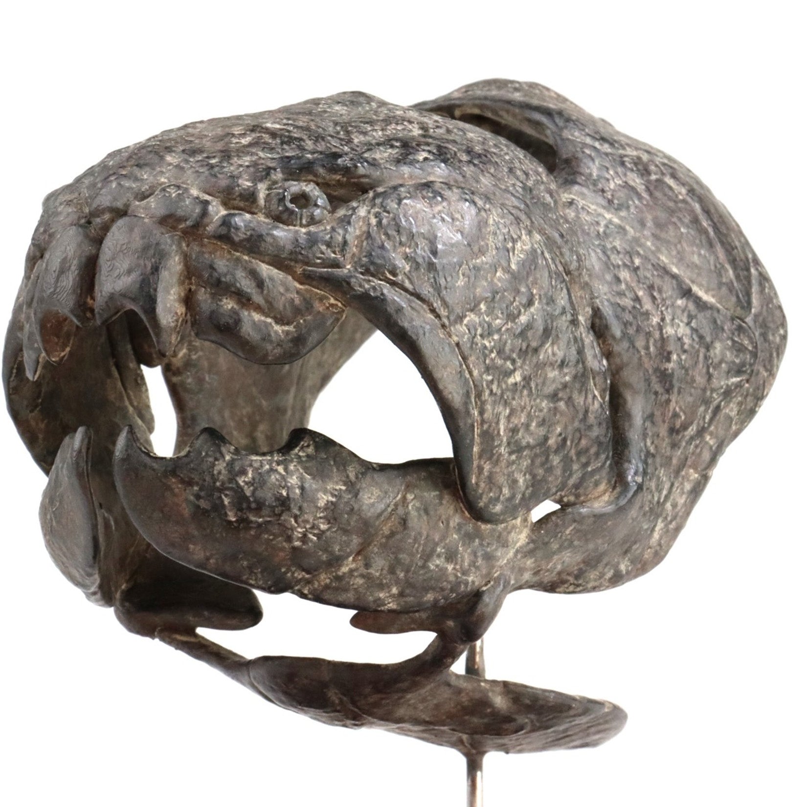 Allosaurus-Skelettmodell im Maßstab 1:18