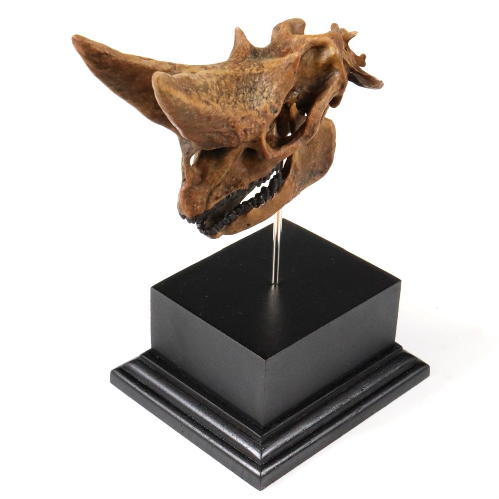 3D Printed Arsinoitherium Skull Model